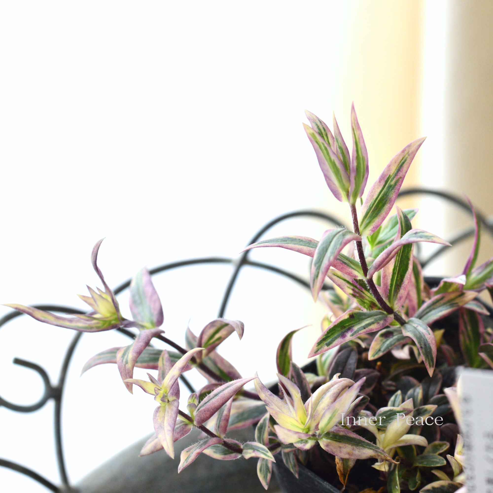 【宿根草】 斑入りフロックス 『モントローザトリカラー』　　3寸POT