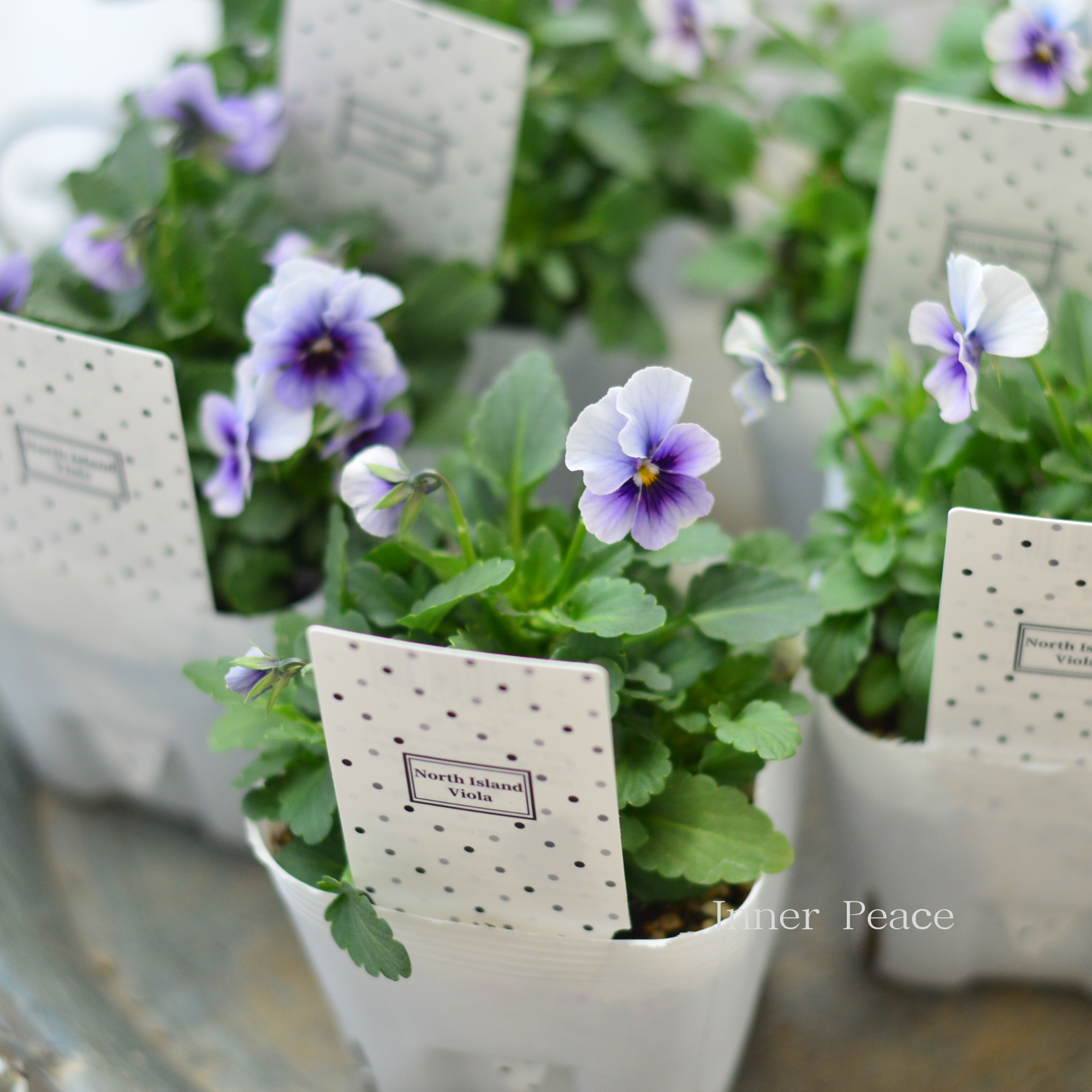 パンジー・ビオラ