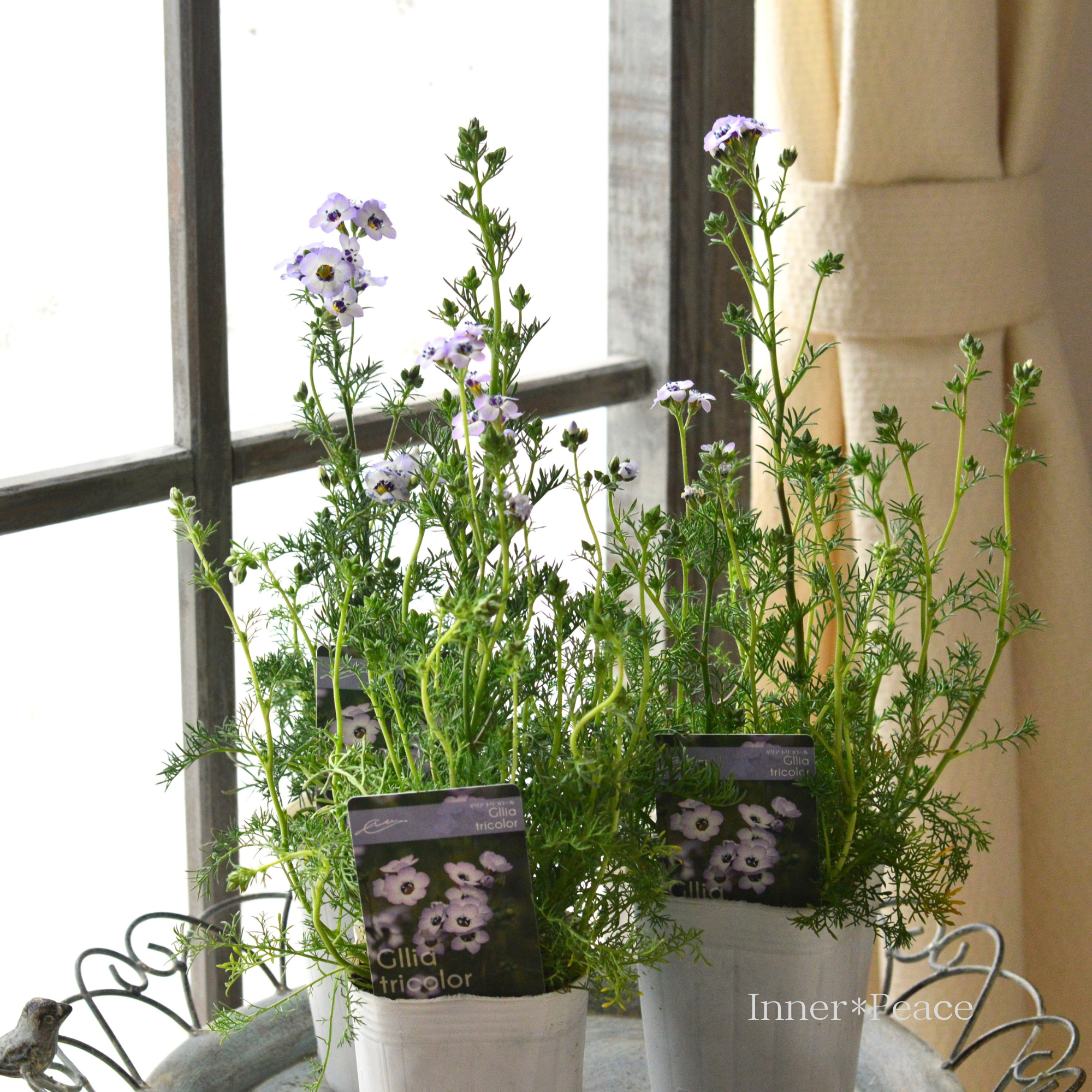 【美しい】 ギリア 『トリコロール』 　3寸POT