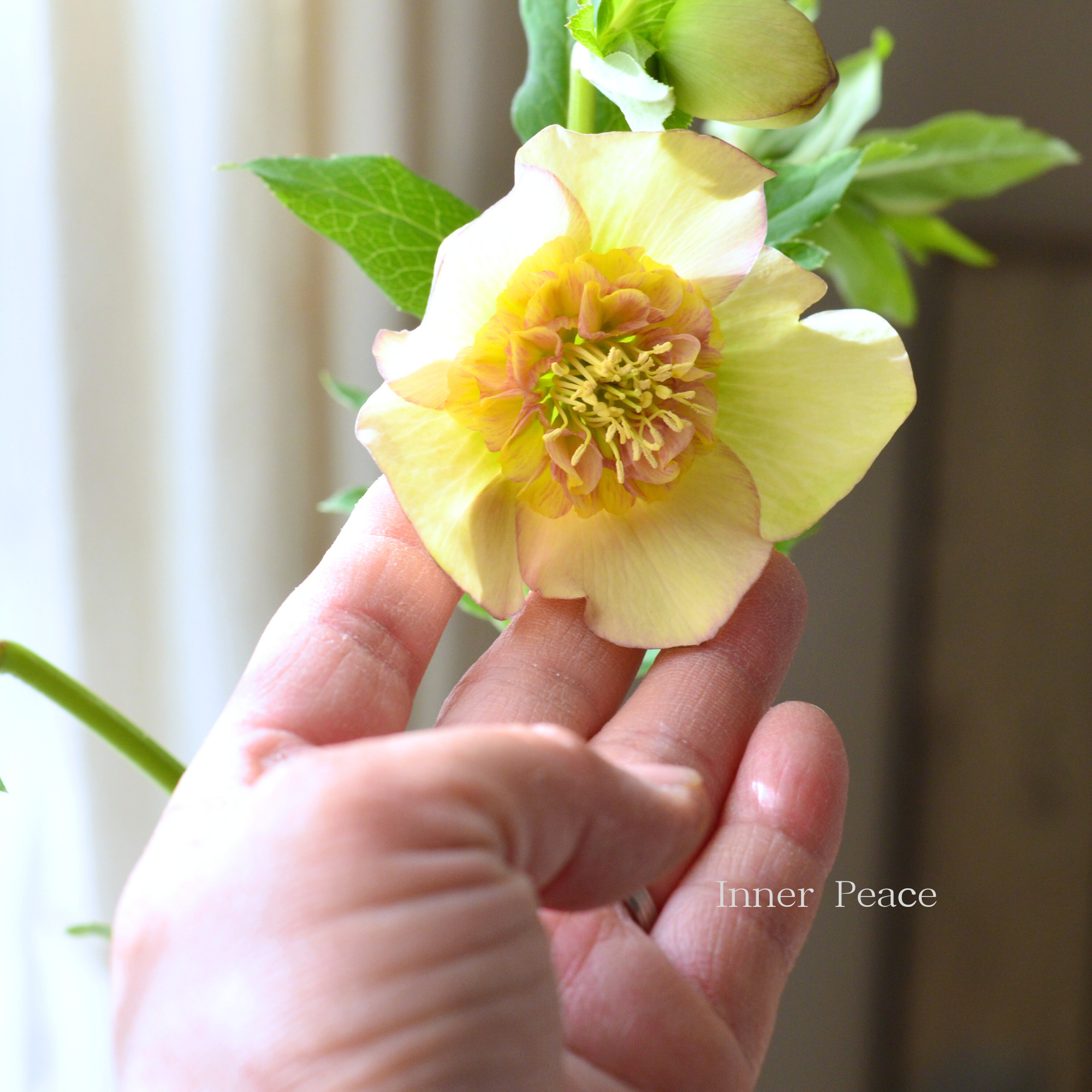 【杉光園芸さん】  クリスマスローズ 『セミダブル』　　４号ＰＯＴ