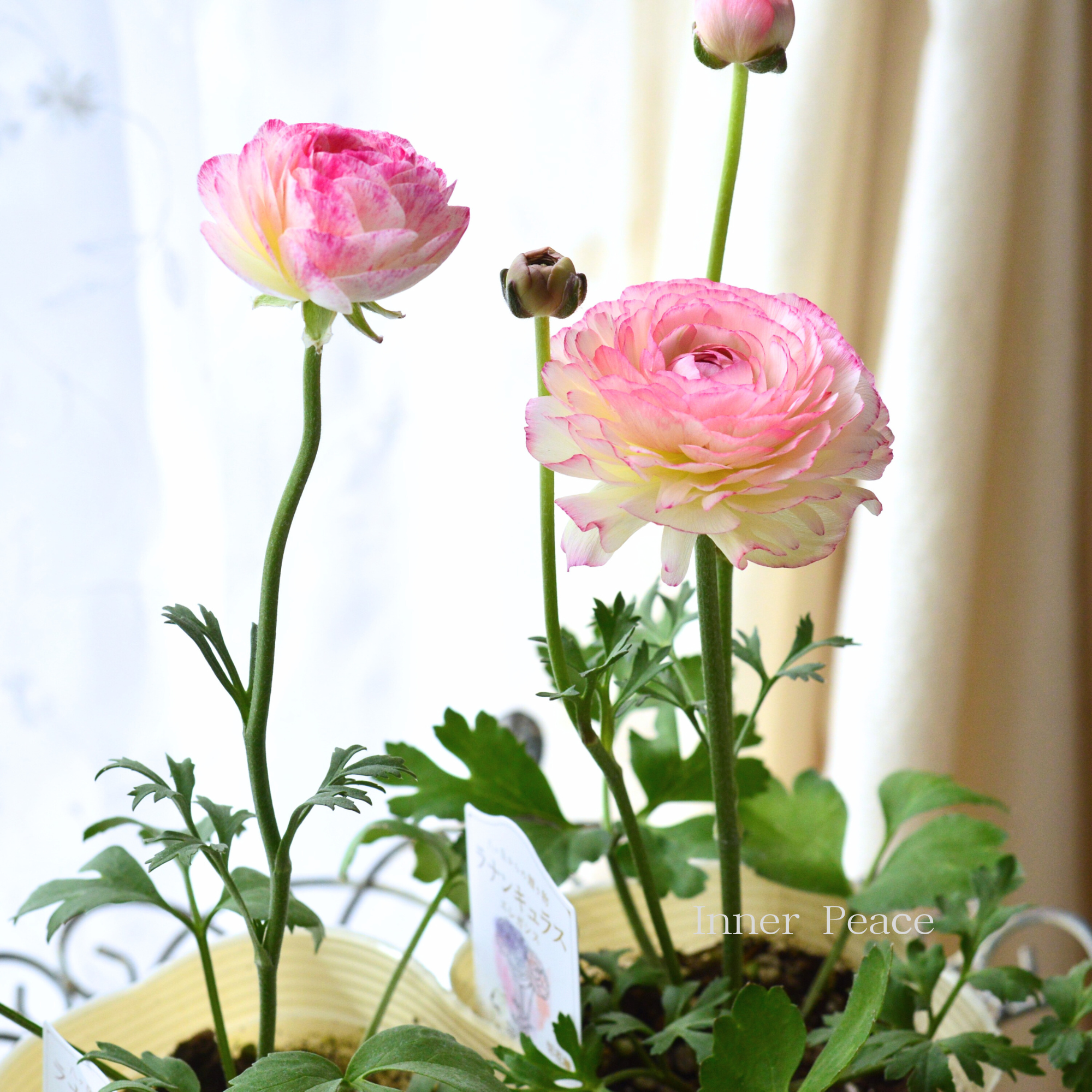 【美しい】 ラナンキュラス 『エレガンス・レイネッテグリーン　ホワイト×ピンク系』　　3.5寸ロングPOT