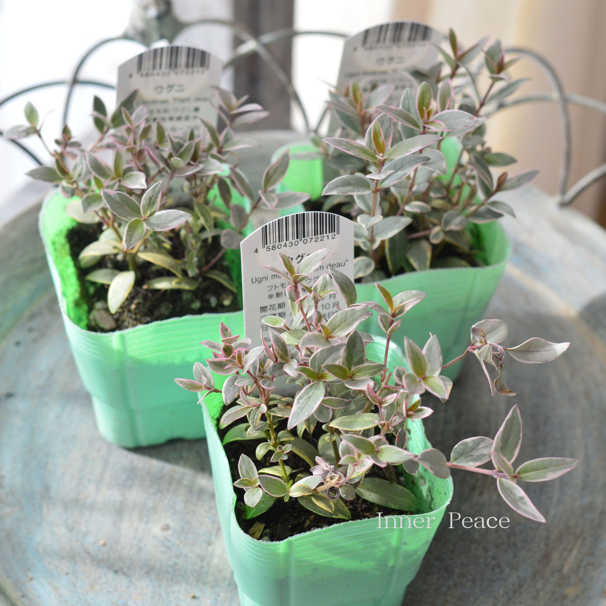 【寄せ植えに】 ウグニ（チリグアバ）　斑入り　3寸POT