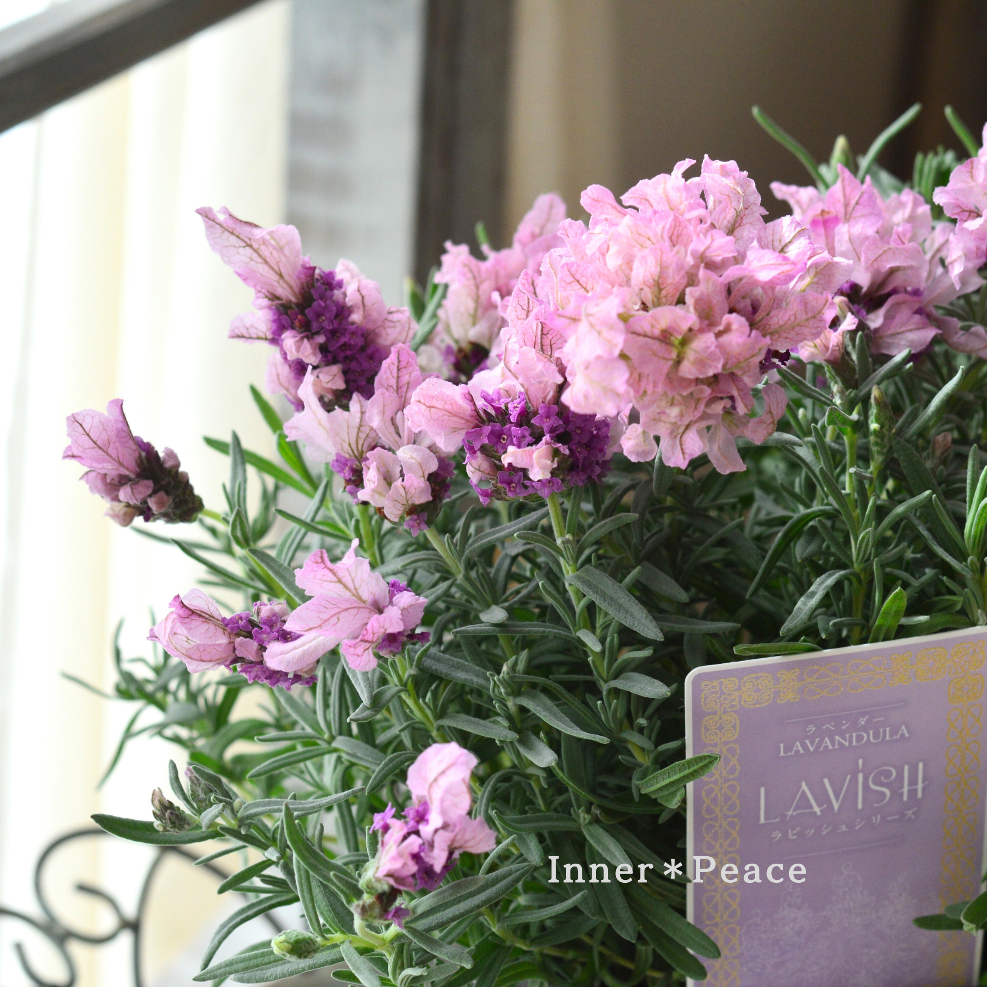 フレンチラベンダー 『ラビッシュ・ピンク』 　4寸POT