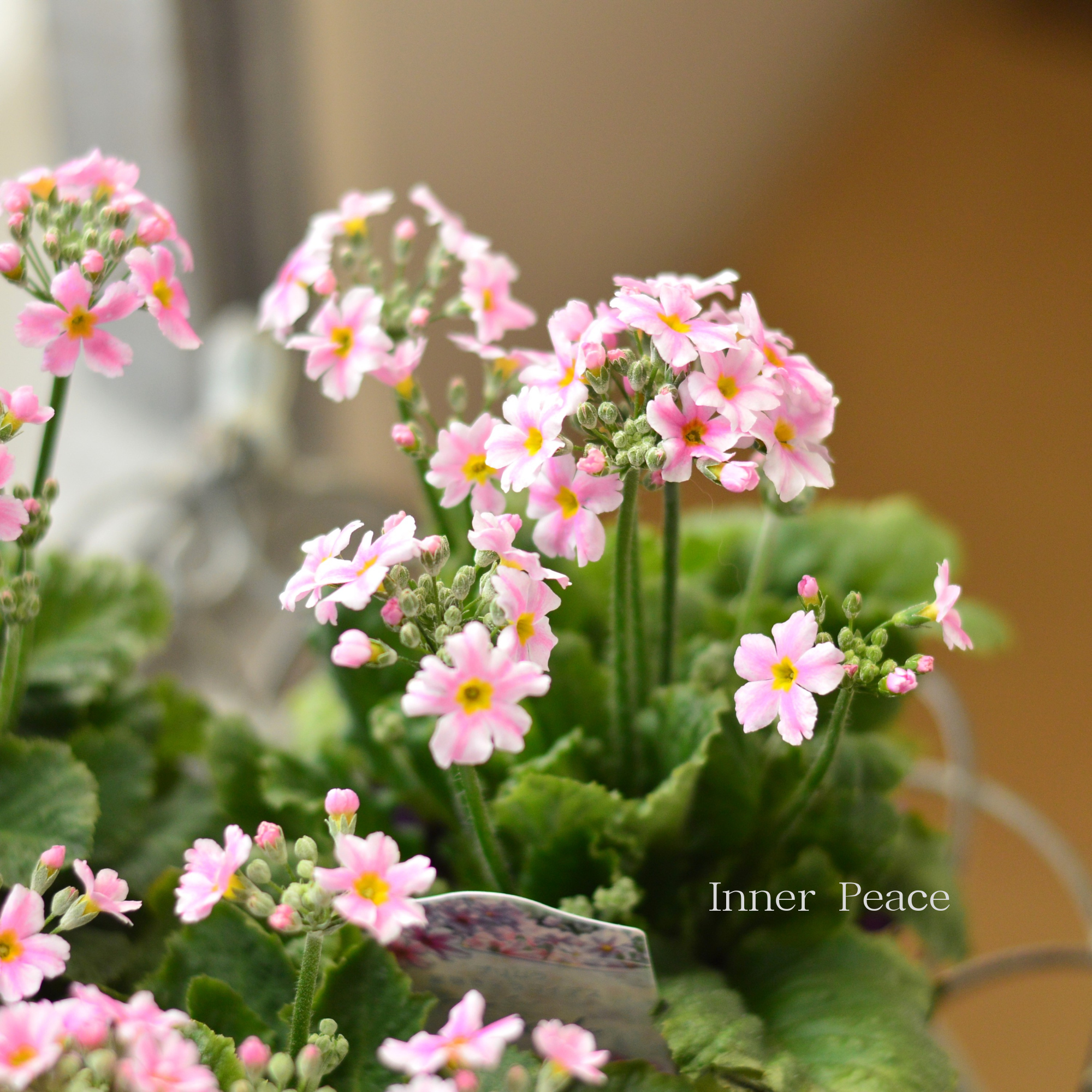 【星咲き】 プリムラ マラコイデス 『エトワール・ライトピンク系』　　3.5寸POT