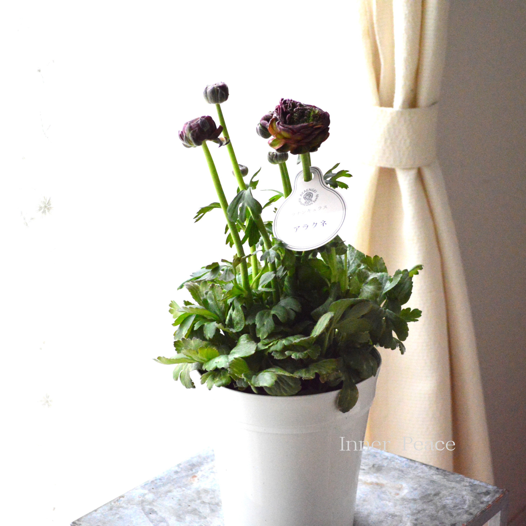 【人気】 ラナンキュラス　『アラクネ・A』　5号鉢