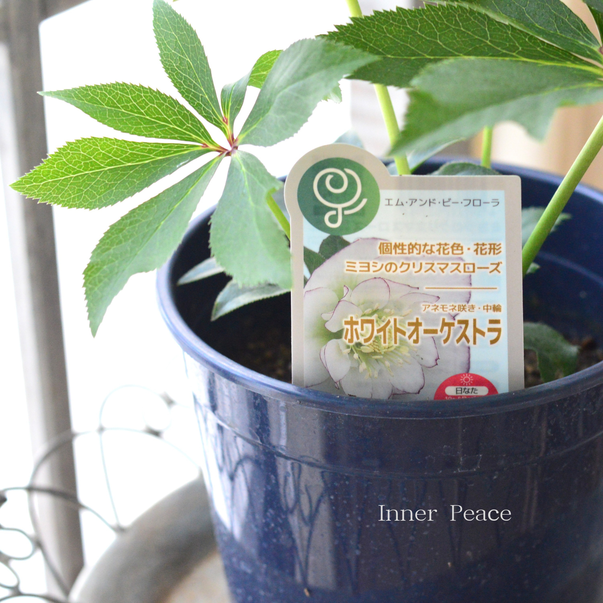 ミヨシ】 クリスマスローズ 『ホワイトオーケストラ』 6号鉢
