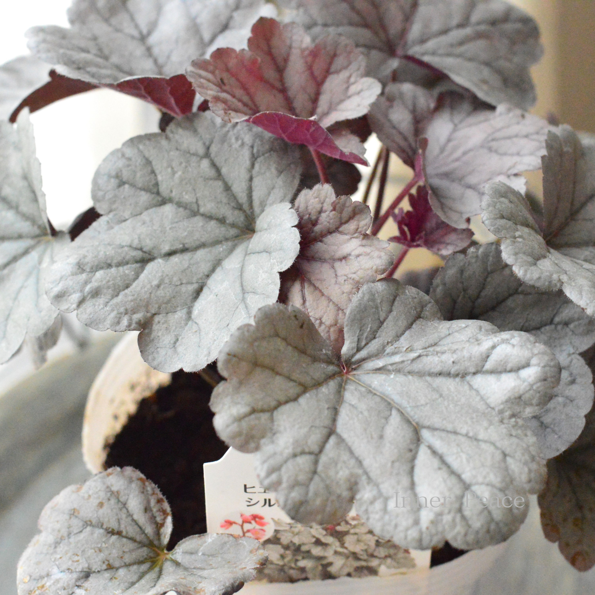 【PW】 ヒューケラ ドルチェ　『シルバーガムドロップ』　4寸ロングPOT