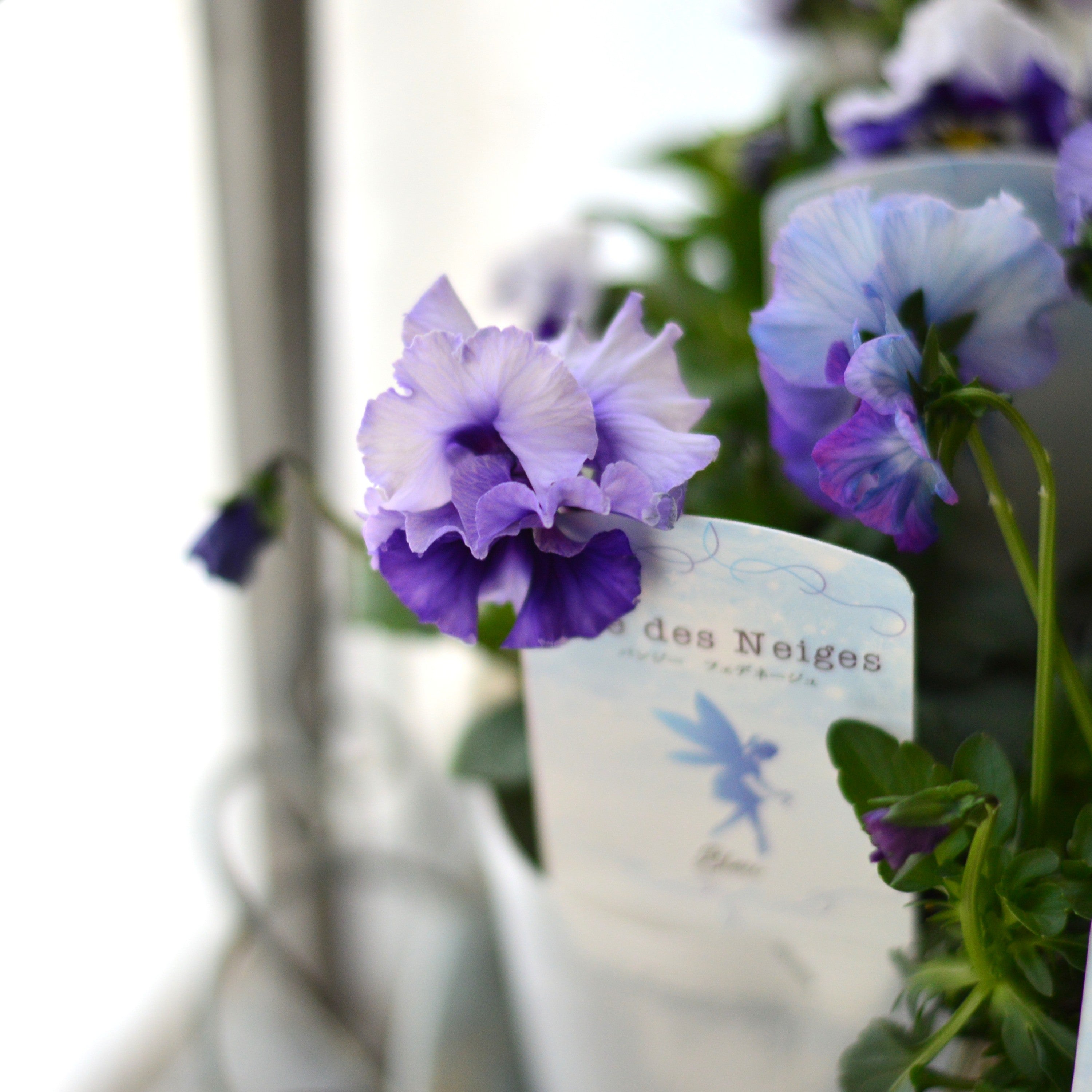 【美しい】 パンジー 『フェデネージュ・ブルー』　3.5寸POT