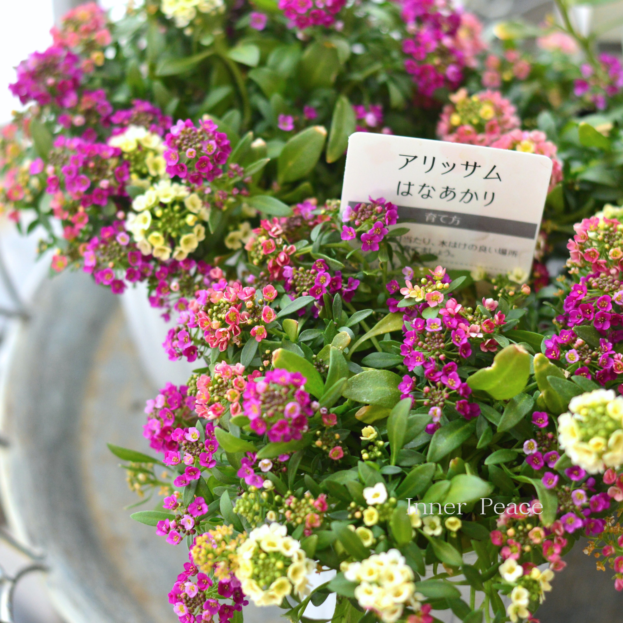 【ミックス植え】 スイートアリッサム　『はなあかり　①』　　３寸POT