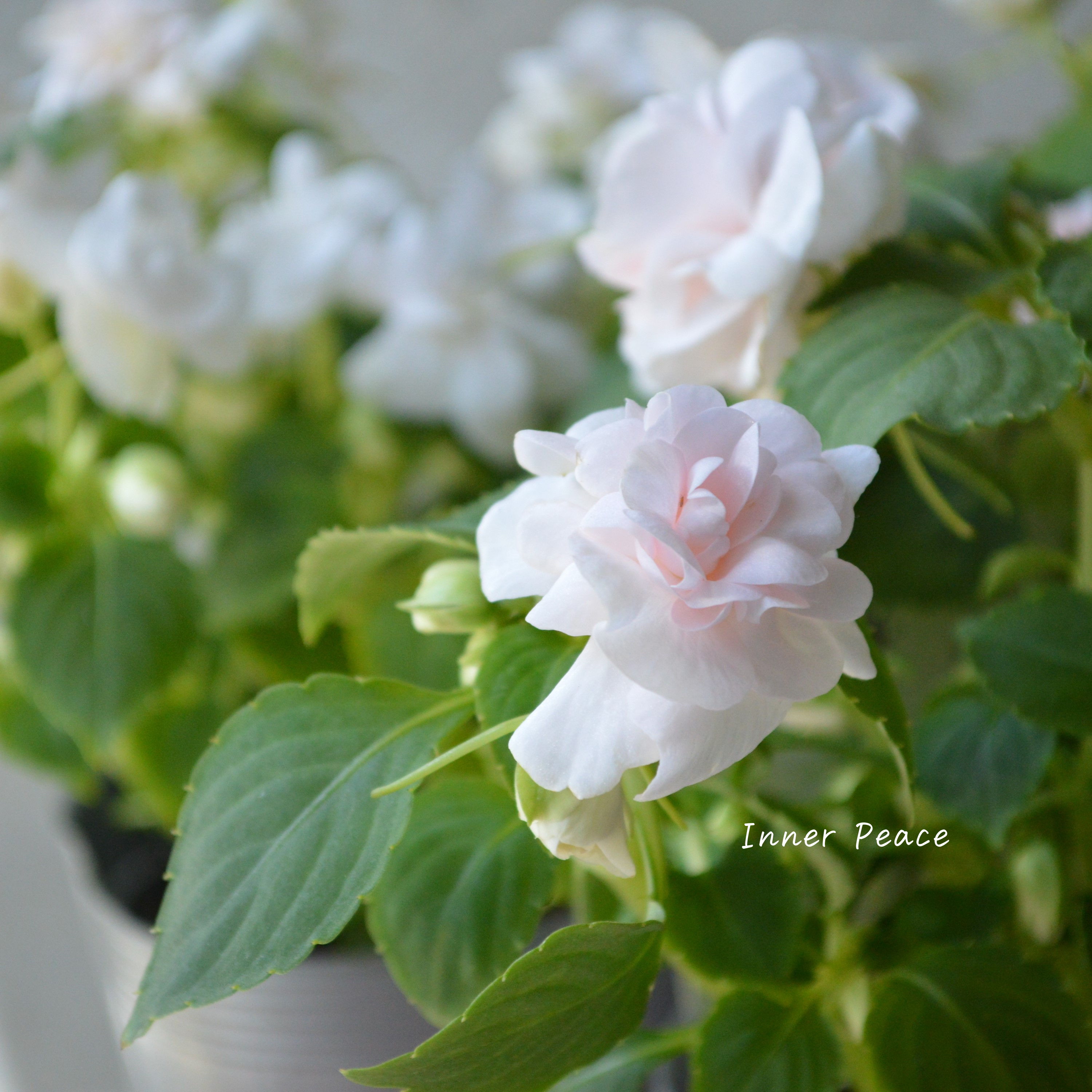 【美しい】 八重咲きインパチェンス　『シルエット・アップルブロッサム』　3.5寸POT