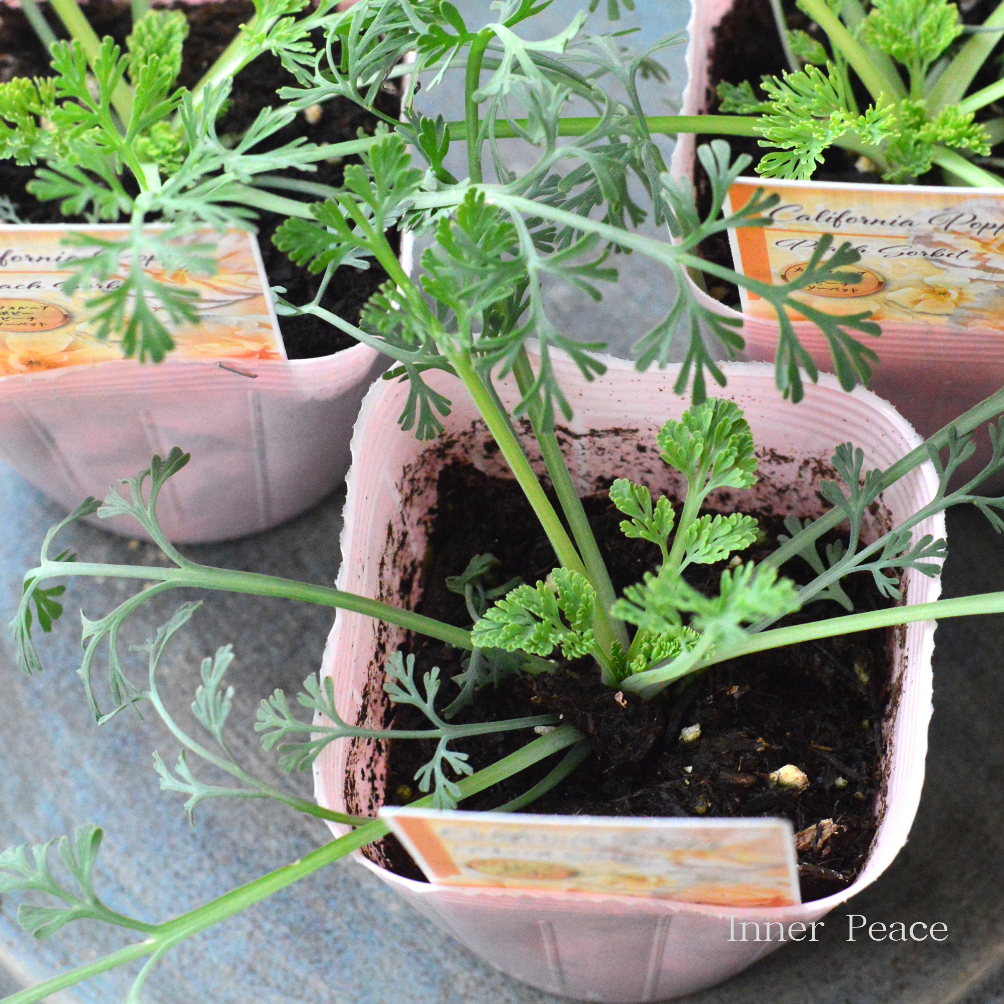 【見元さん】 ポピー 『ピーチソーベット』　植え込み用　3寸POT