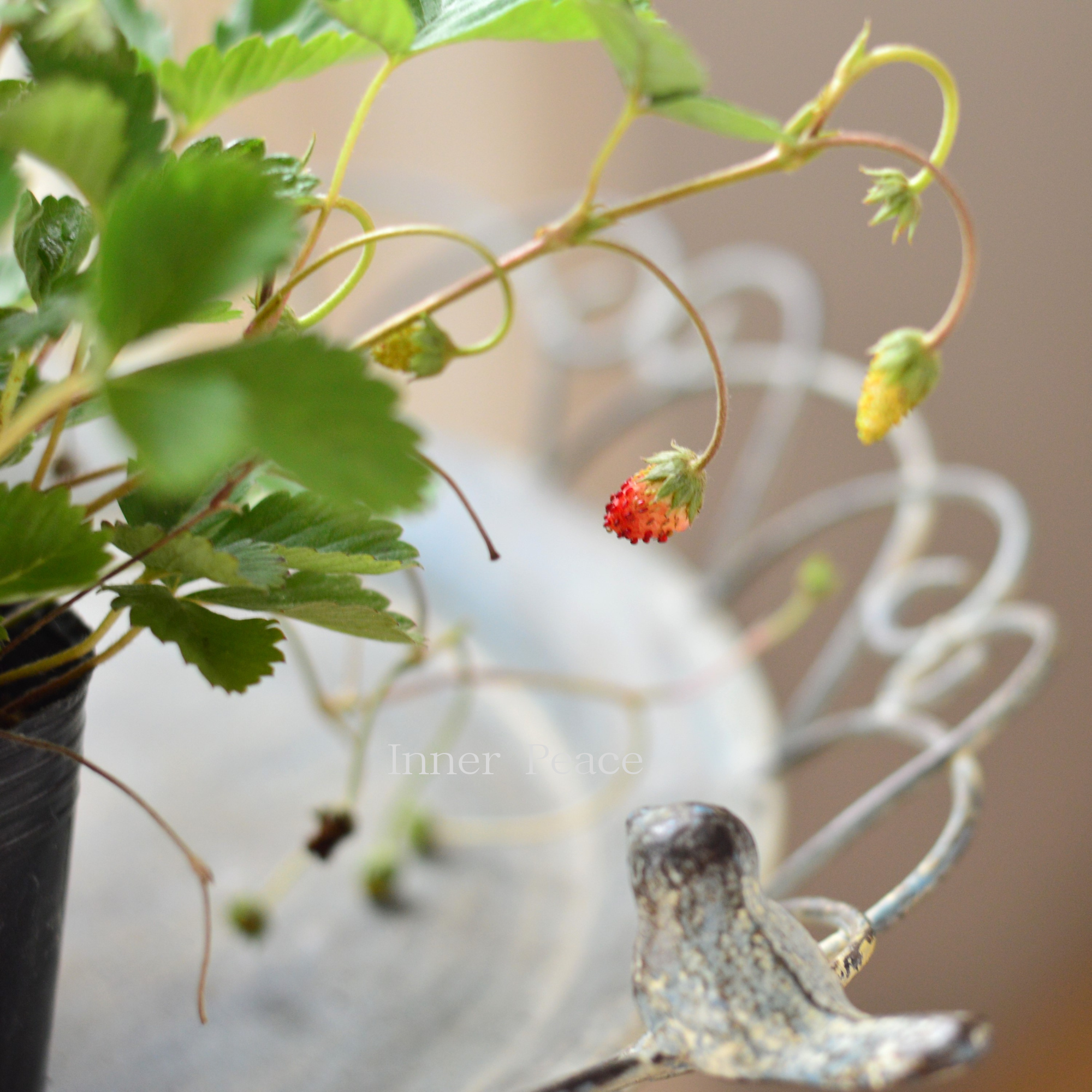 【寄せ植えに】 ワイルドストロベリー　3寸POT