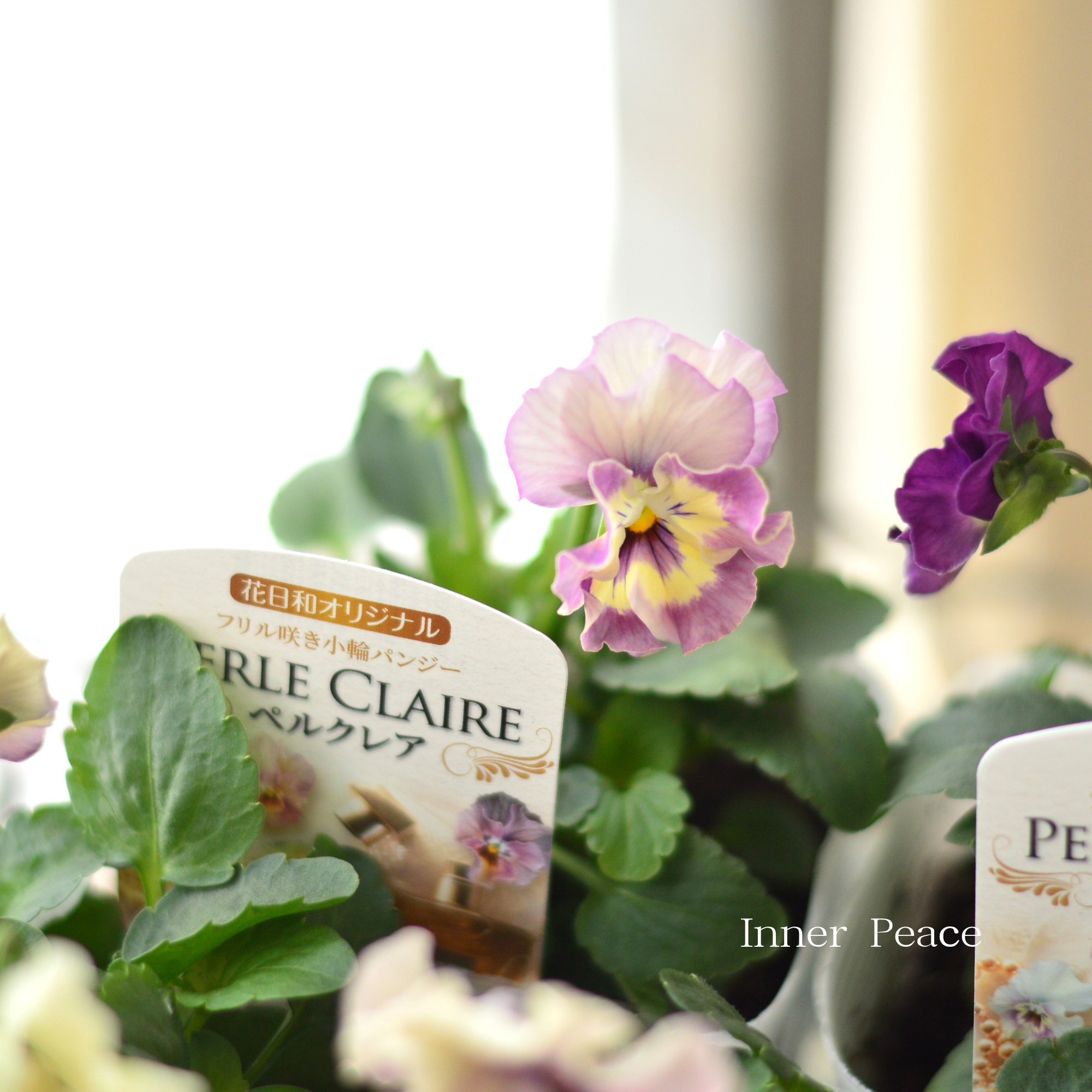 【花日和さん】 ミニパンジー 『ペルクレア』　3.5寸POT