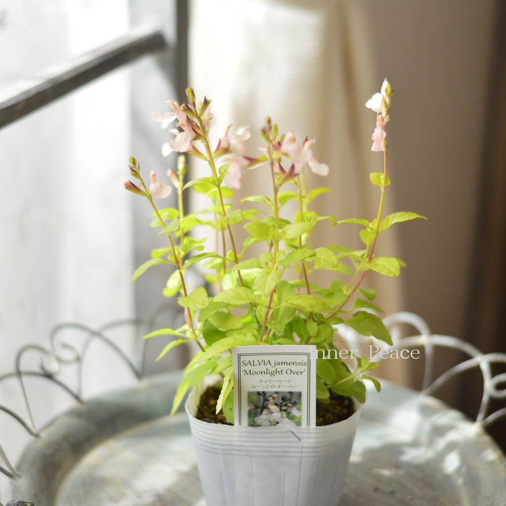 c1ae01af305643ddf42822f57b6b78