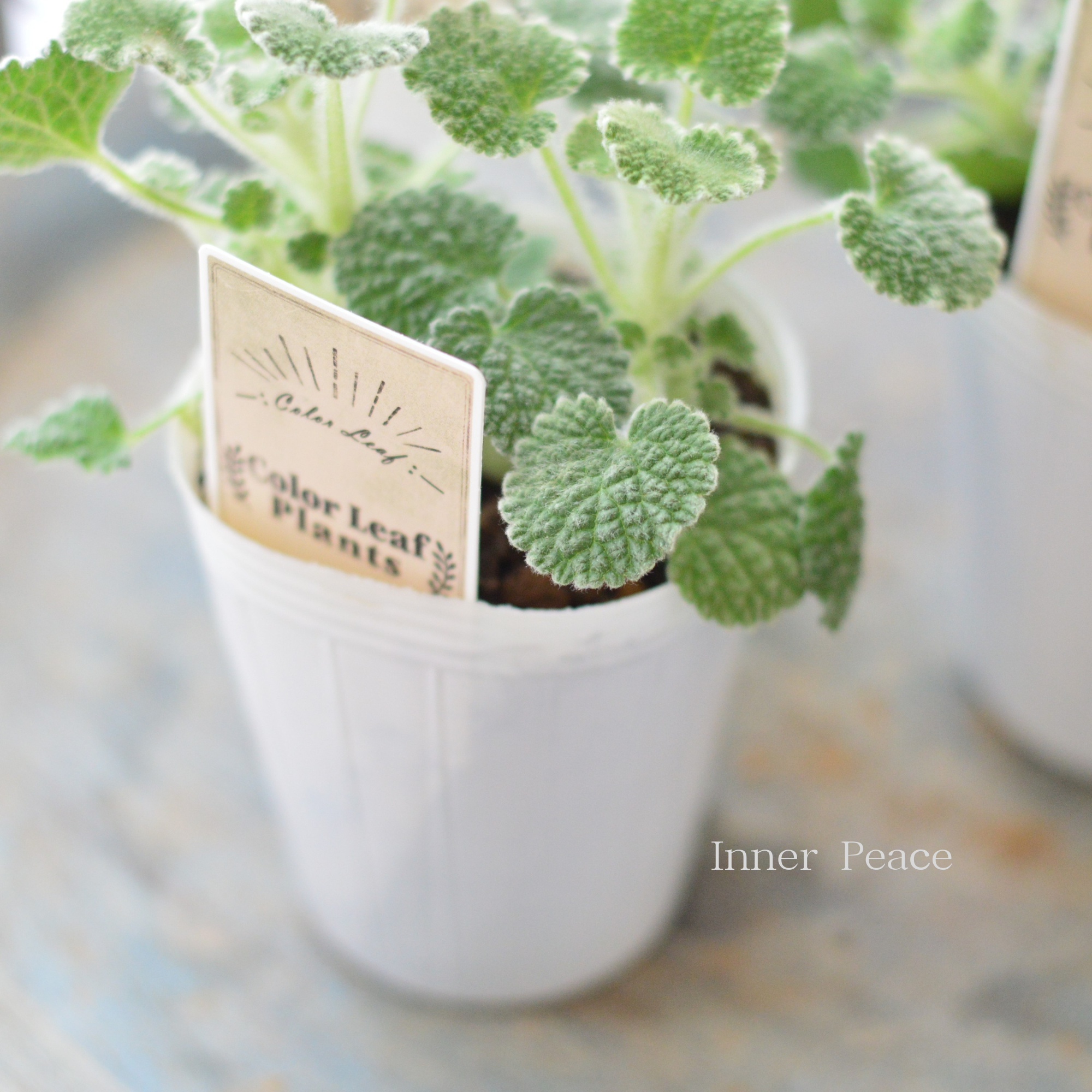 【かわいい】 マルビウム　　2.5寸POT