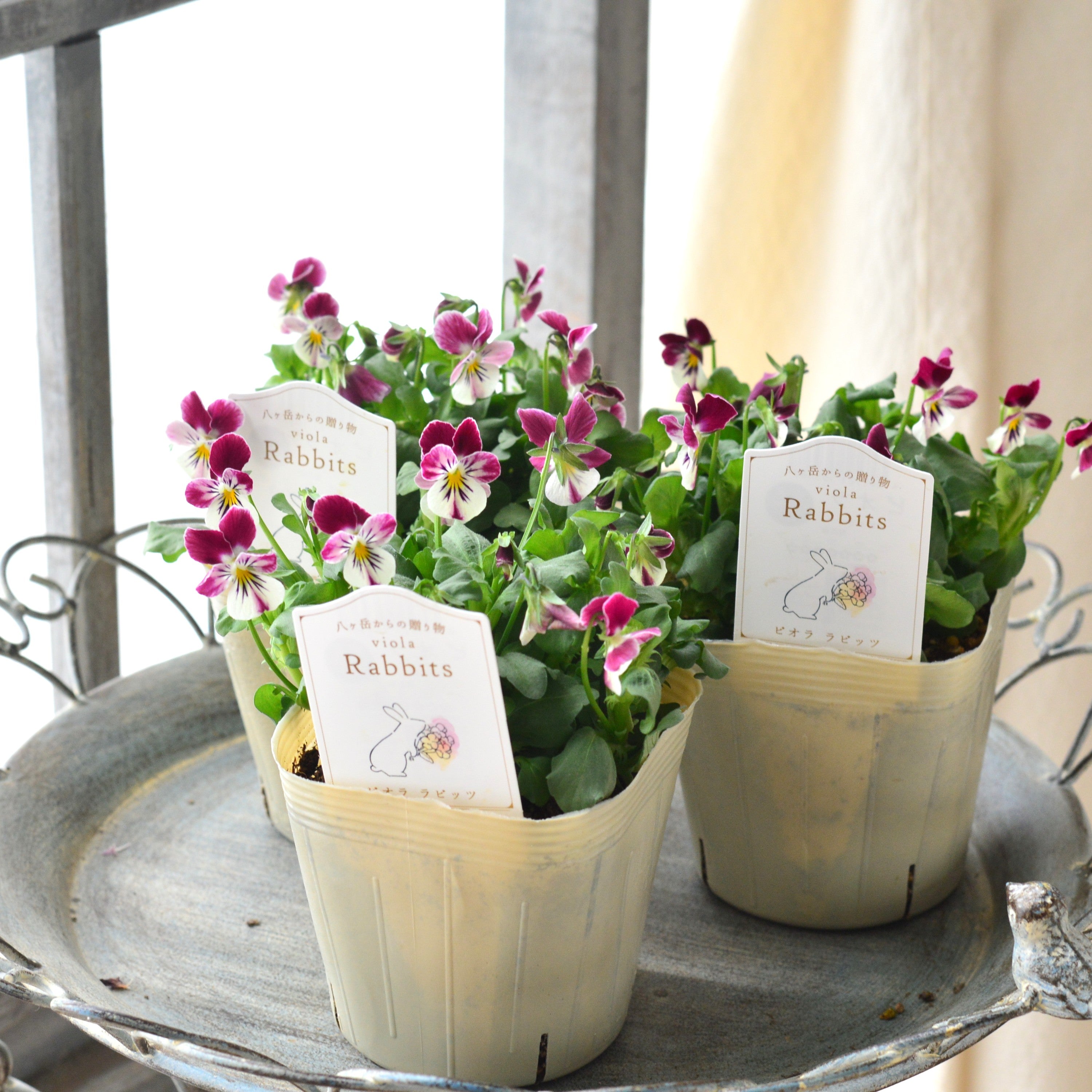 【VEGIHANA FARMさん】 ビオラ　『ラビッツ・A』　　3.5寸POT