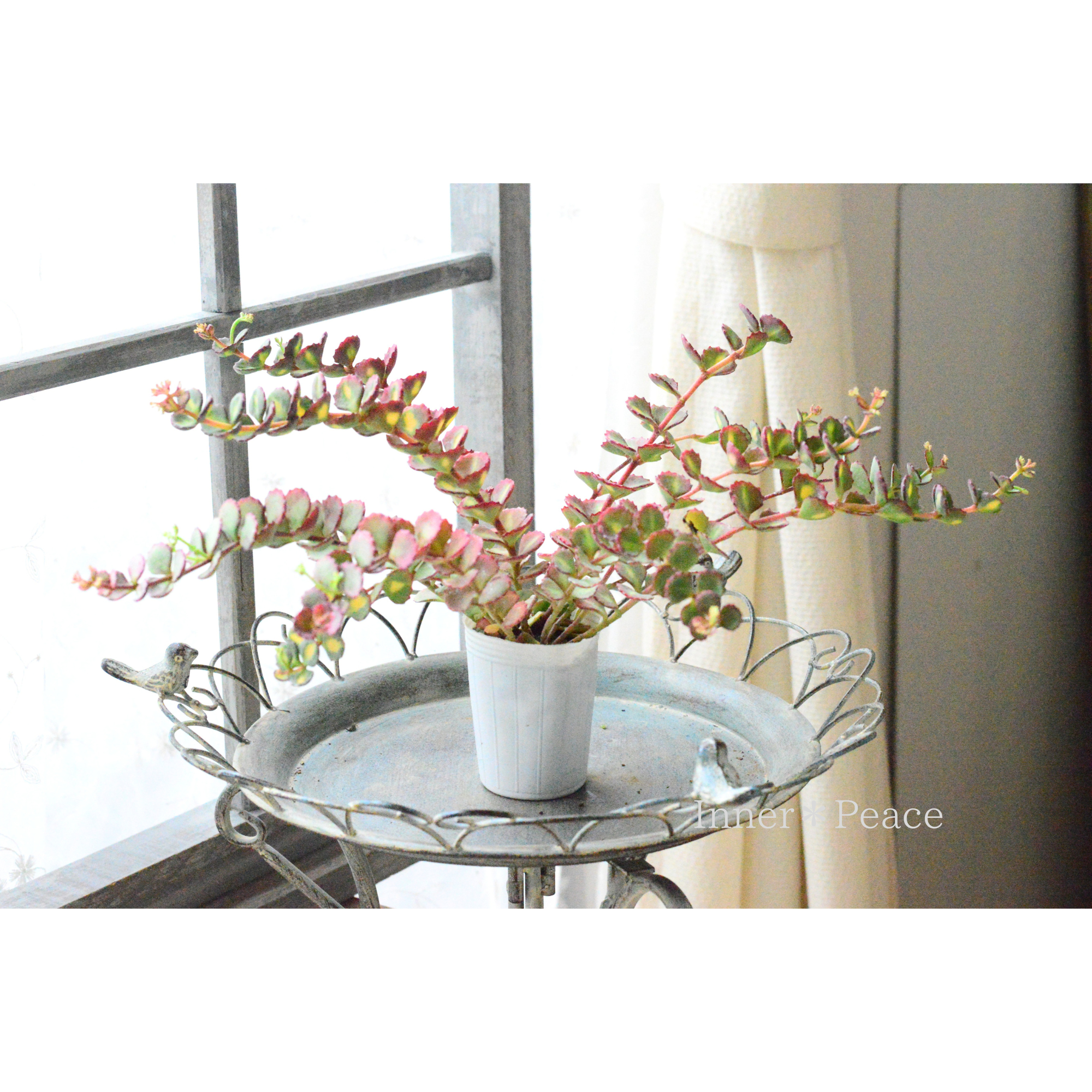 【寒さに強い】　斑入りミセバヤ　2.5寸POT