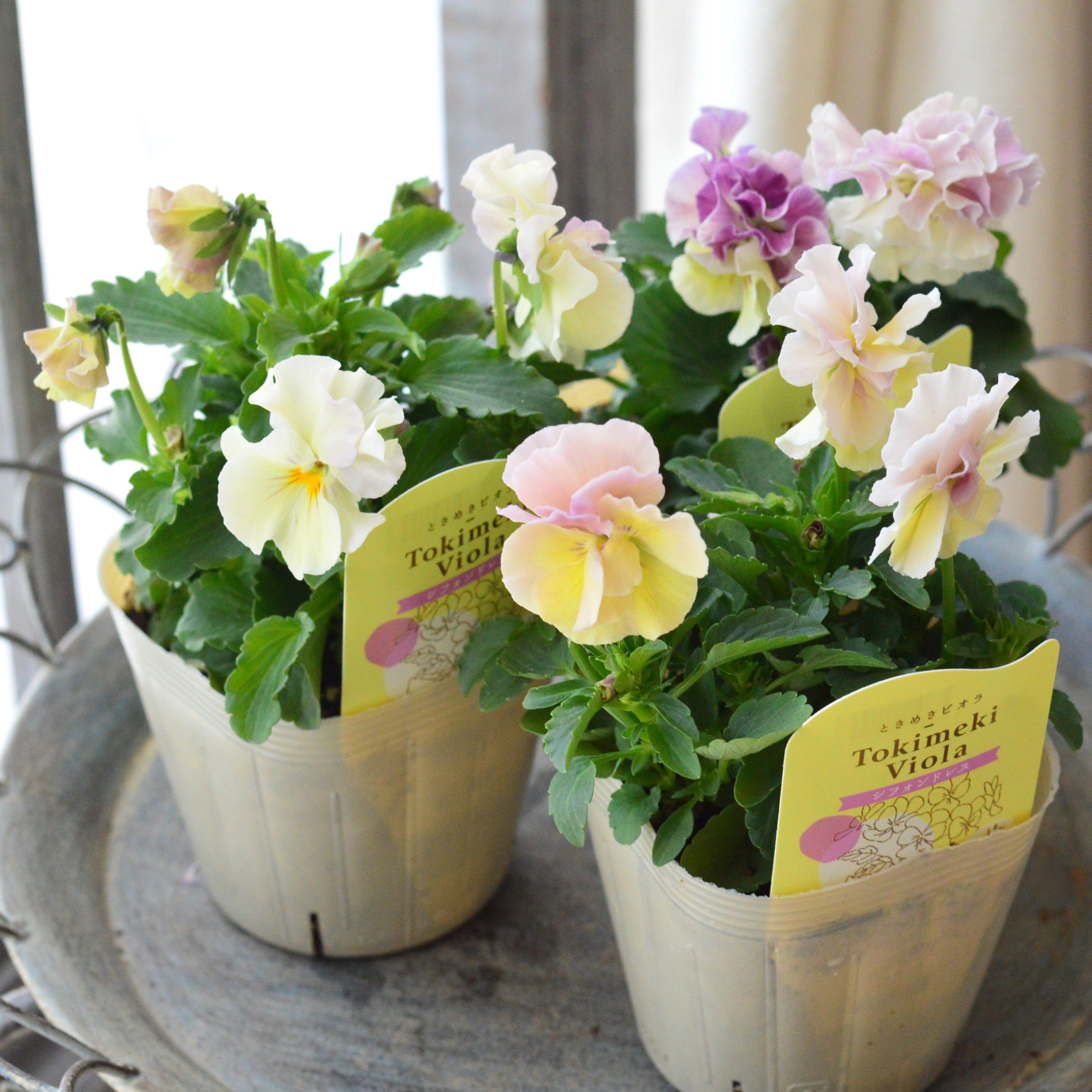 【奥田園芸さん】 ときめきビオラ　『シフォンドレス』　3.5寸POT