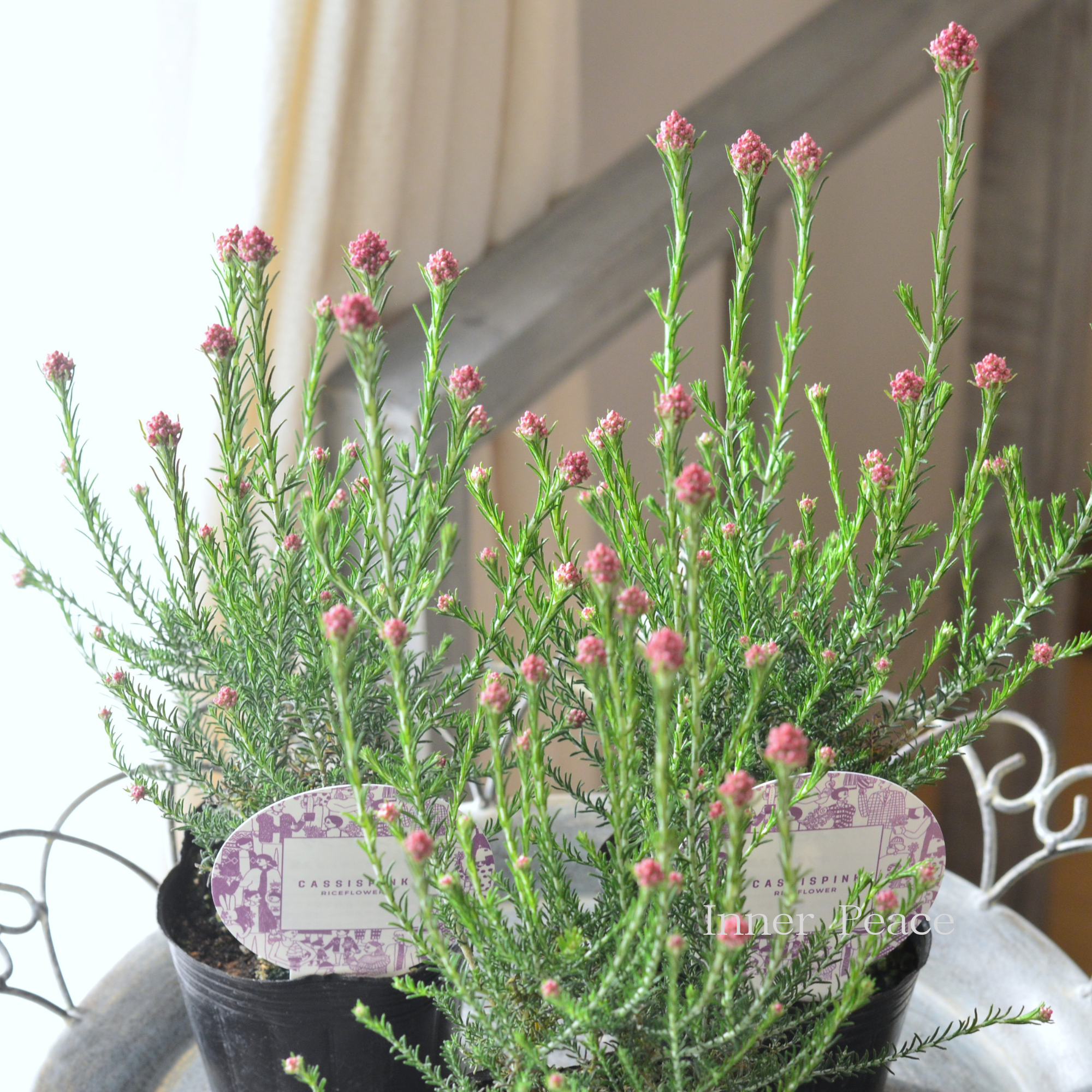 【人気】 ライスフラワー　『カシスピンク』　3寸ロングPOT