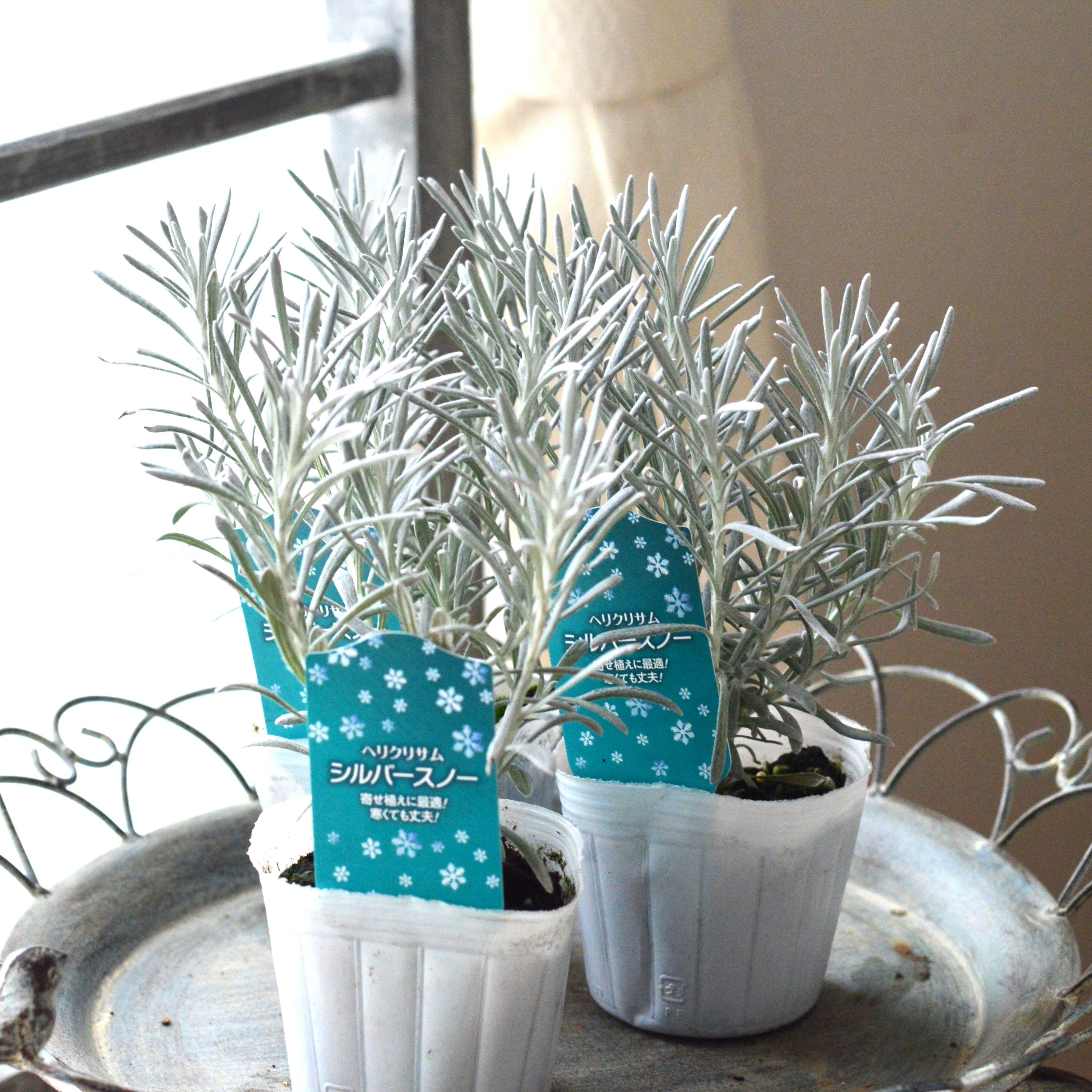 【寄せ植えに】 ヘリクリサム　『シルバースノー』　  3寸POT