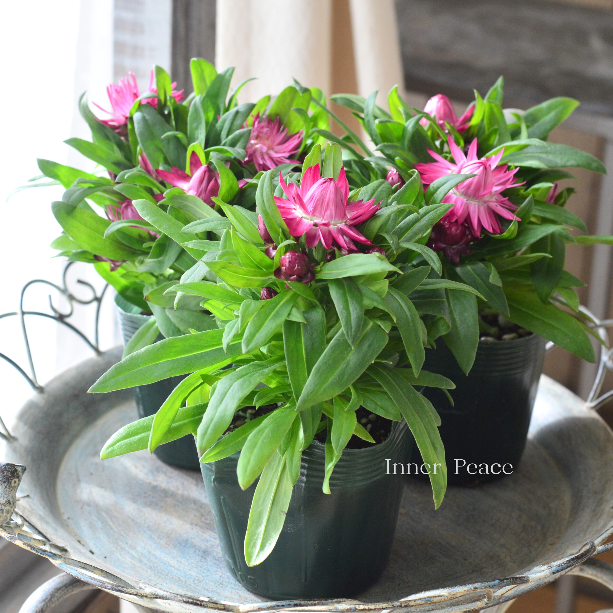 【ユニーク】 ブラクテアンサ（ヘリクリサム） 『モハベ・ピンク』　3.5寸POT