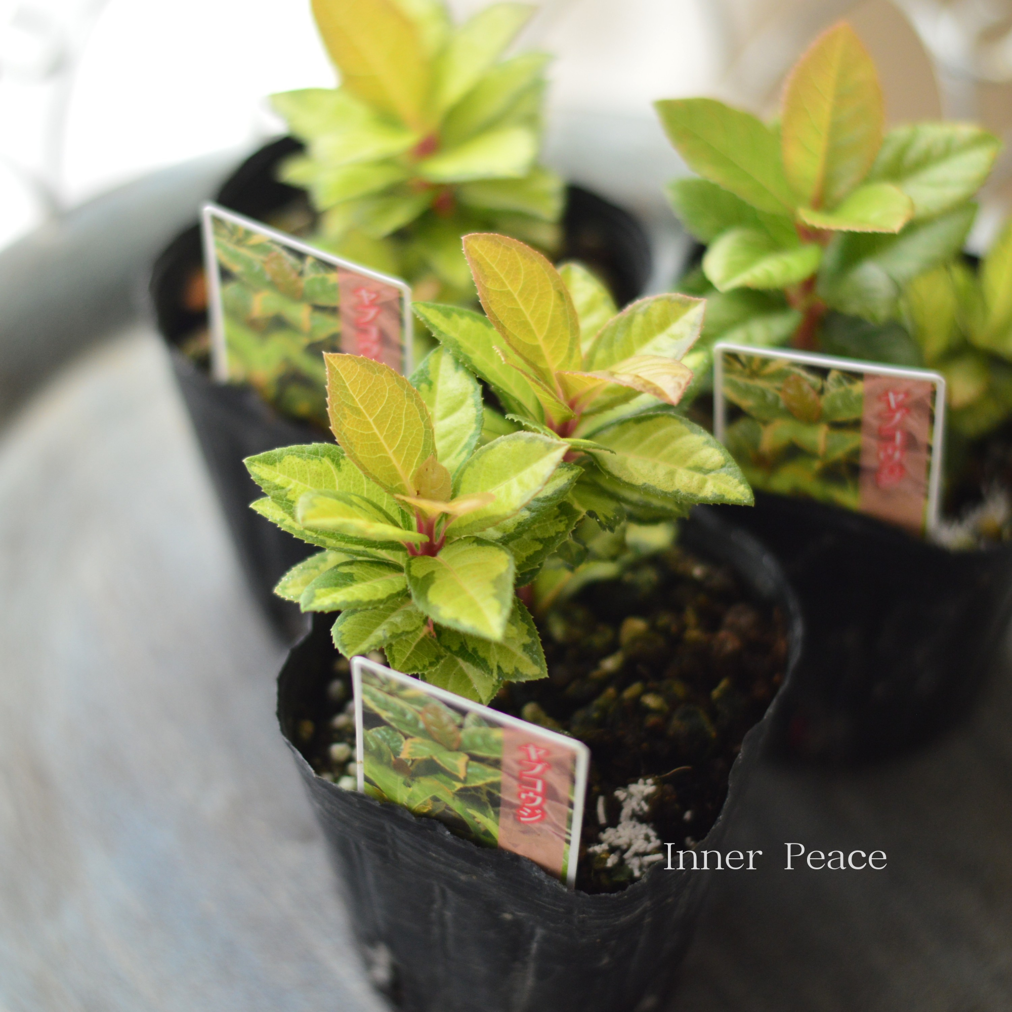 【斑入り】 ヤブコウジ(黄緑葉)　3寸POT