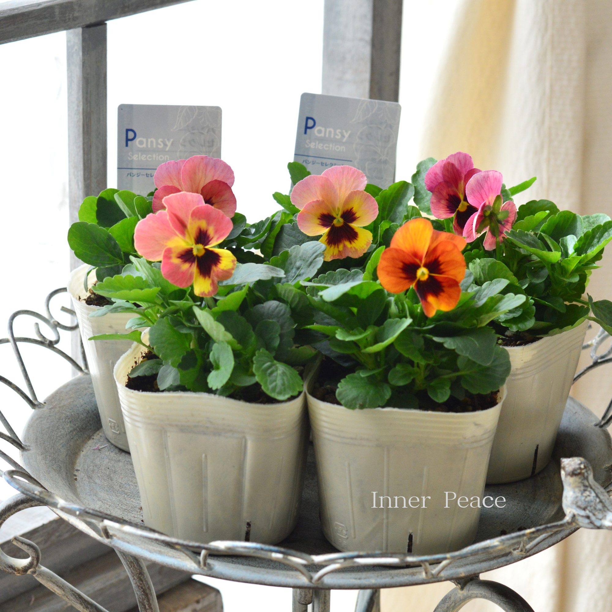 【かわいい】 パンジー　『イエローローズブロッチ』　　3.5寸POT