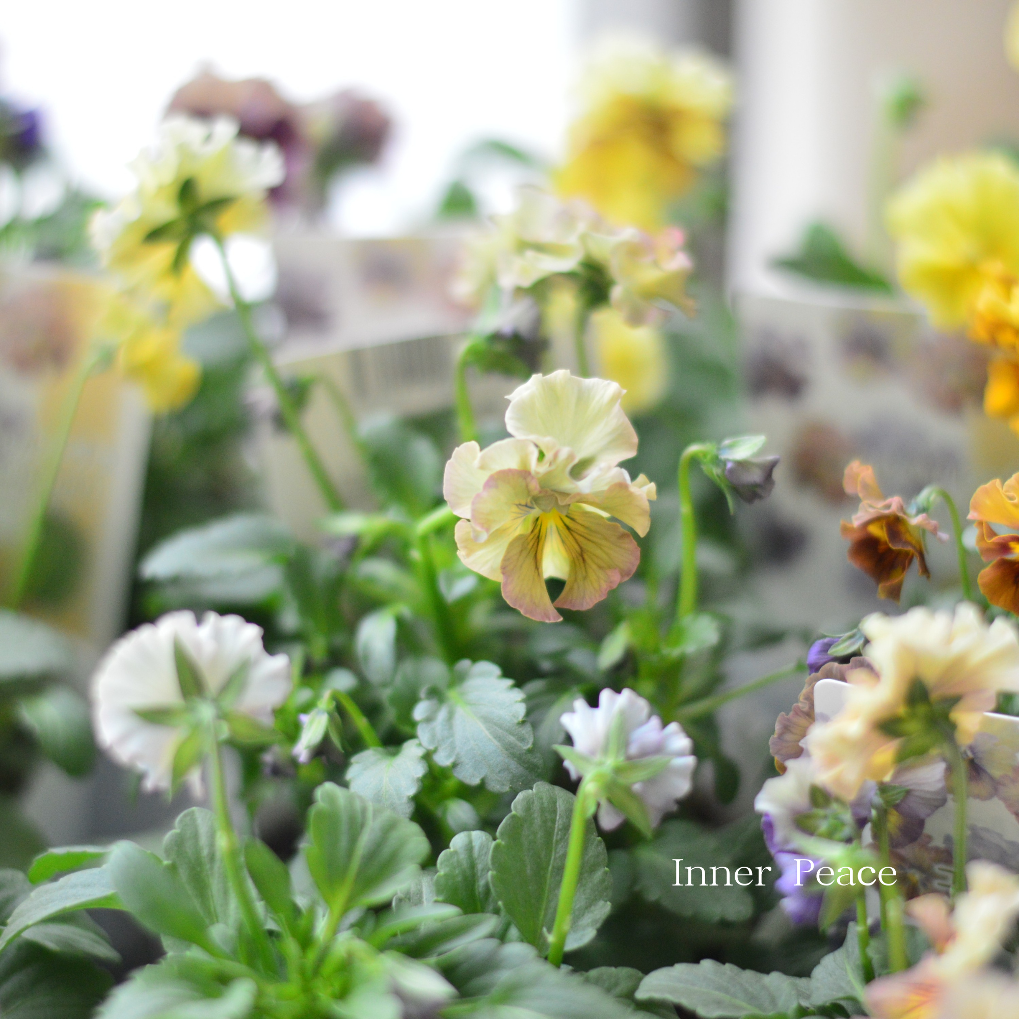 【ステキ】 北島園芸さんのビオラ　『コルティルーチェ』　3.5寸POT