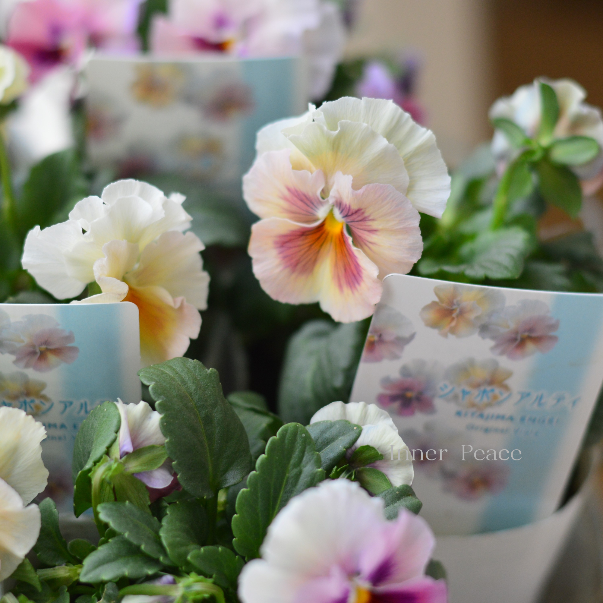 【北島園芸さん】 ビオラ　『シャボンアルティ』　　3.5寸POT