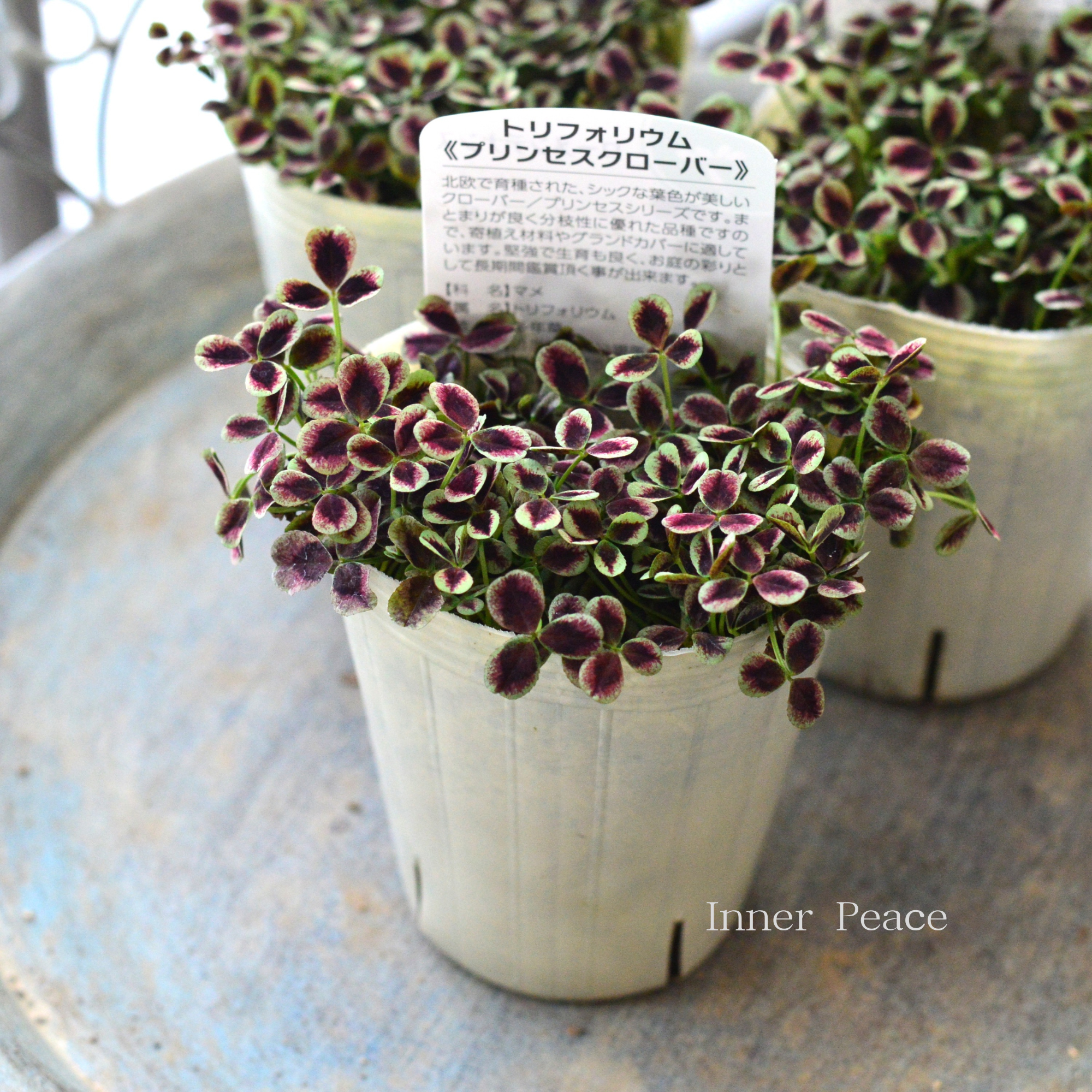 【寄せ植えに】 プリンセスクローバー　『エステル』　　2.5寸ロングPOT