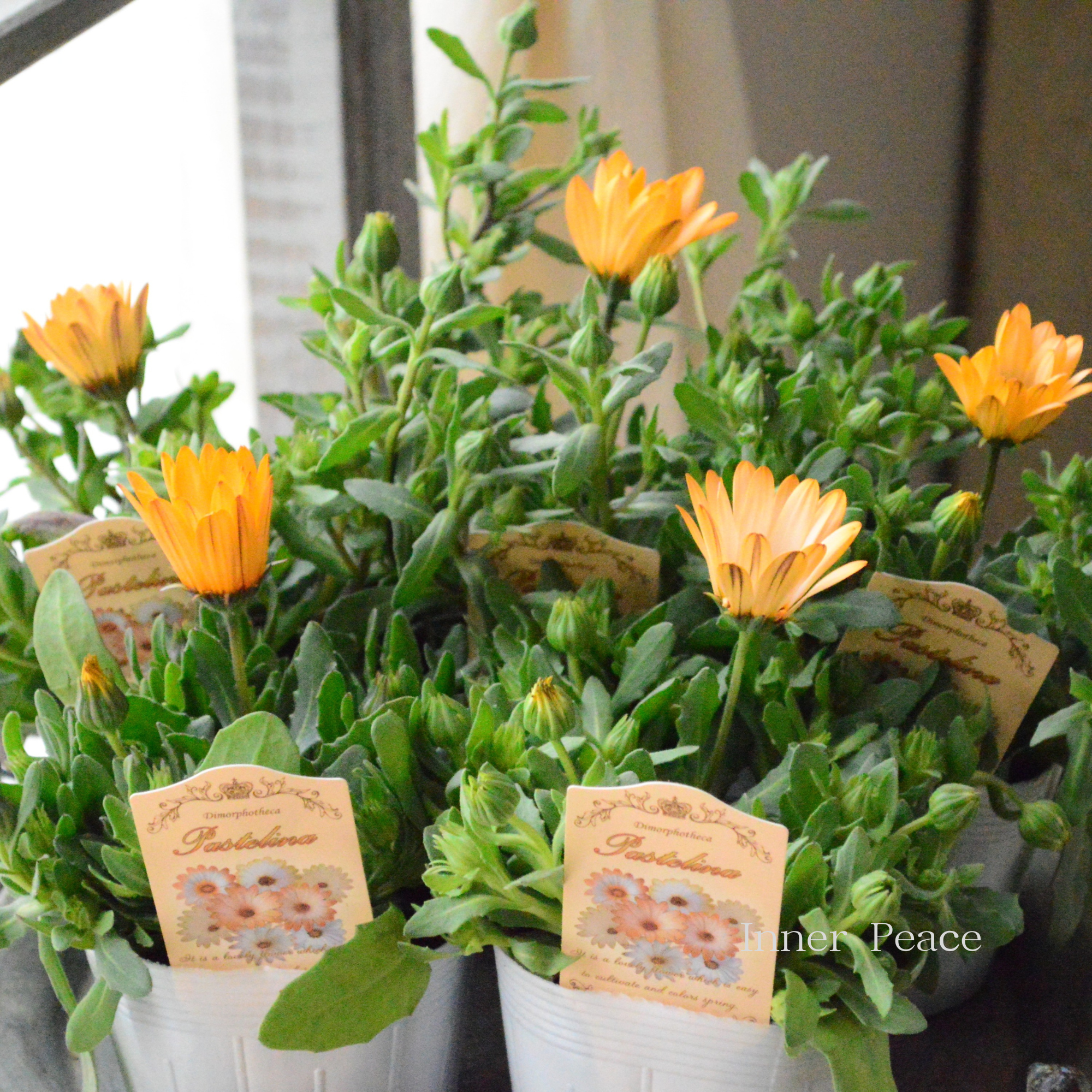 【春色】 ディモルフォセカ 『パステリーナ・オレンジ系』　3.5寸POT