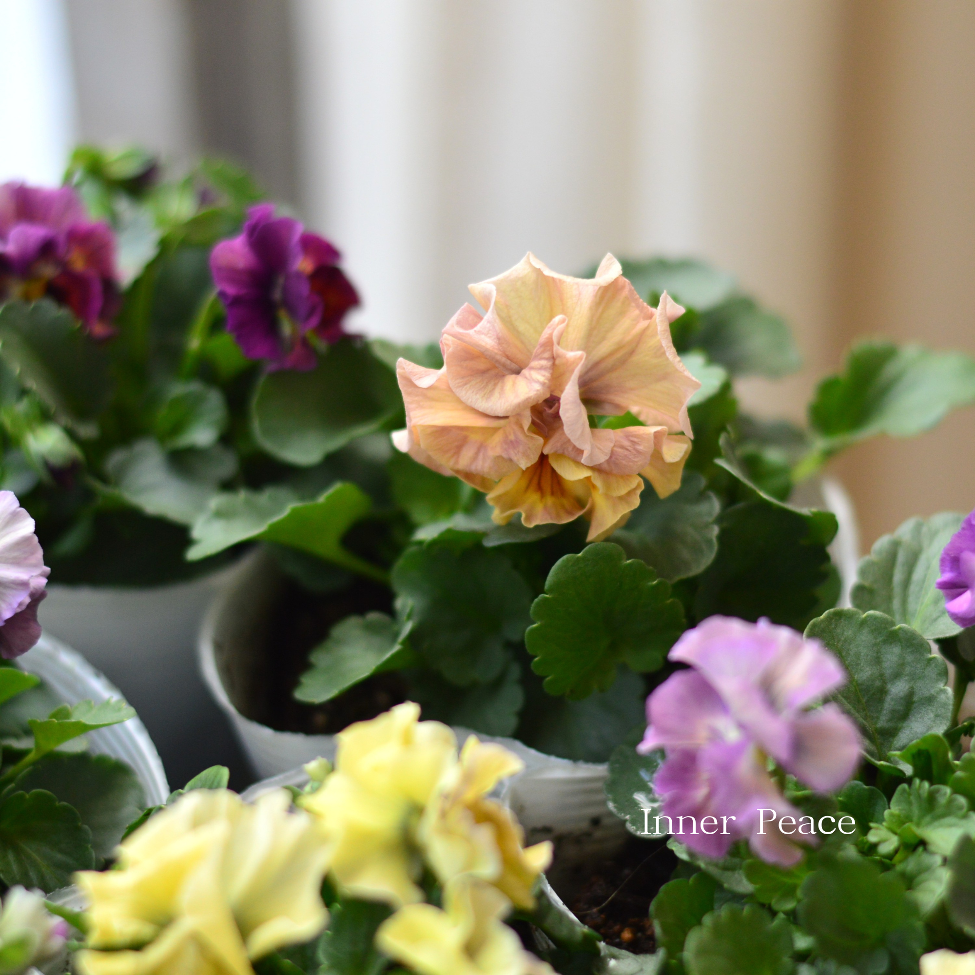 【かわいい】 ビオラ 『アイクルール』　3.5寸POT