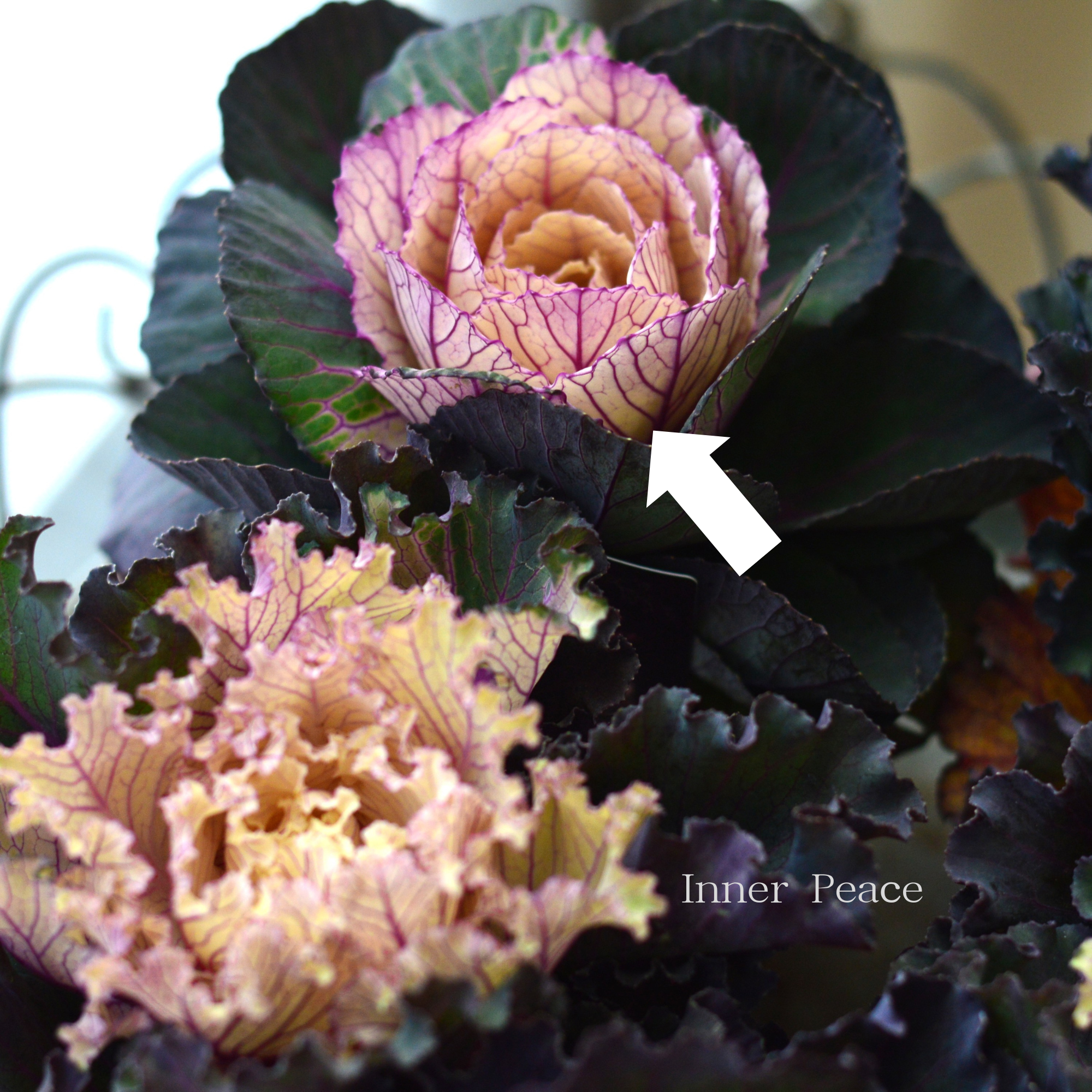 【美しい】 葉牡丹　『ヴィンテージベイン・丸葉』  2.5寸POT