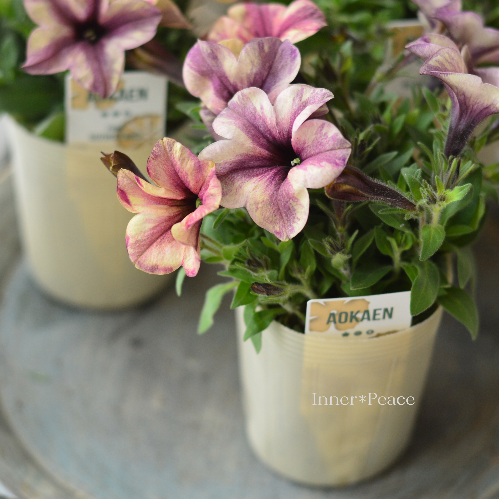 【AOKAENさん】 ペチュニア 『マチュア・ホワイトイチジク』　 3寸ロングPOT