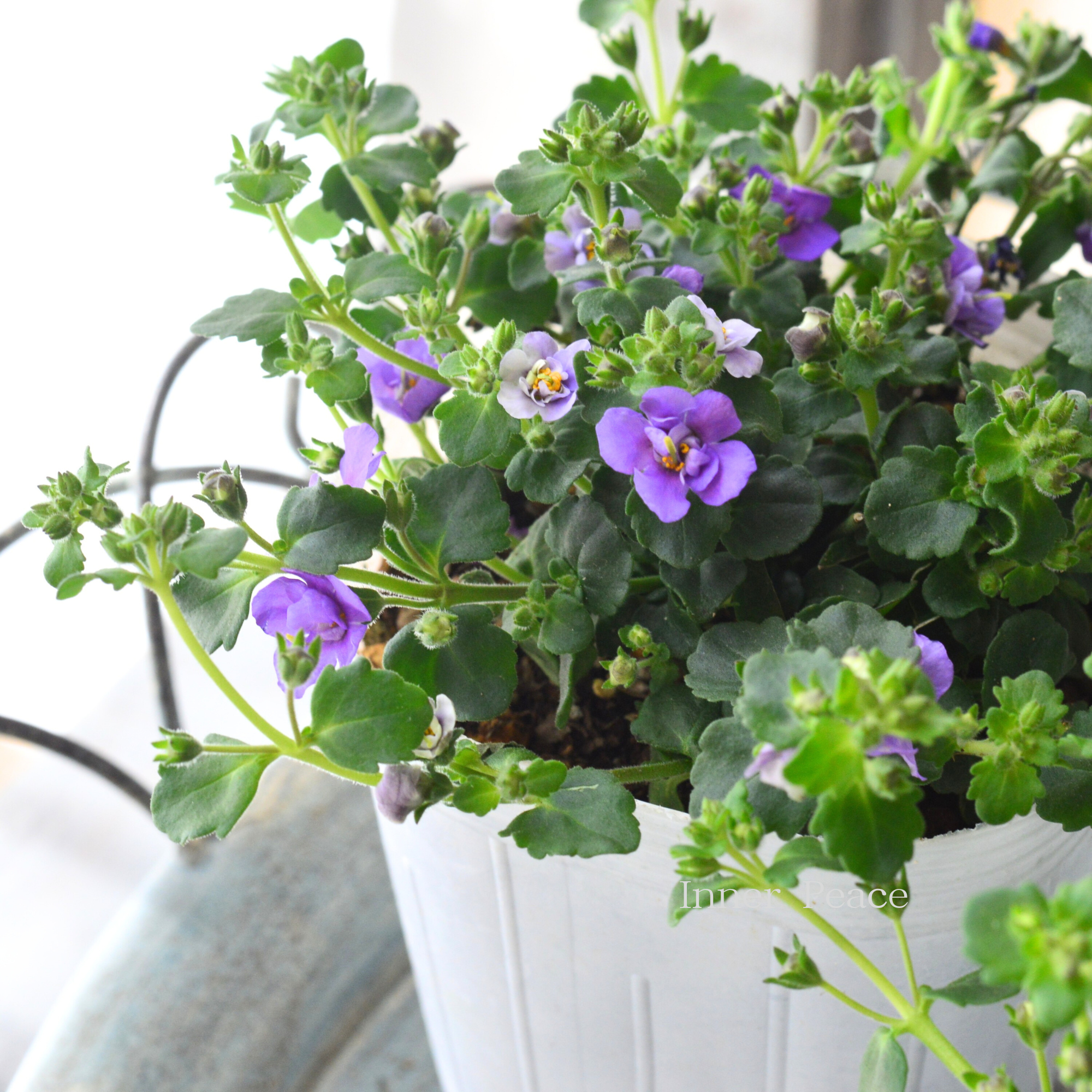 【２本植え】 バコパ  『スコピア ダブル・インディゴ』　　3寸ロングPOT