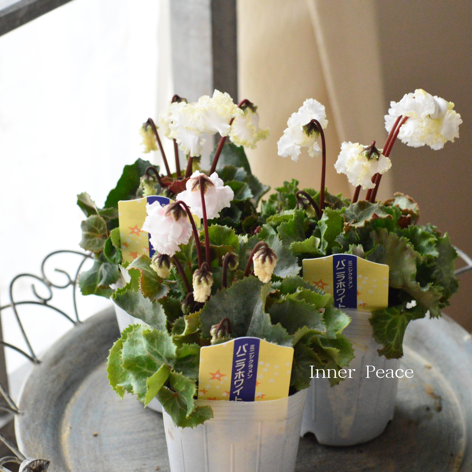 【かわいい】 ミニシクラメン　『バニラホワイト』　 3寸～3.5寸POT