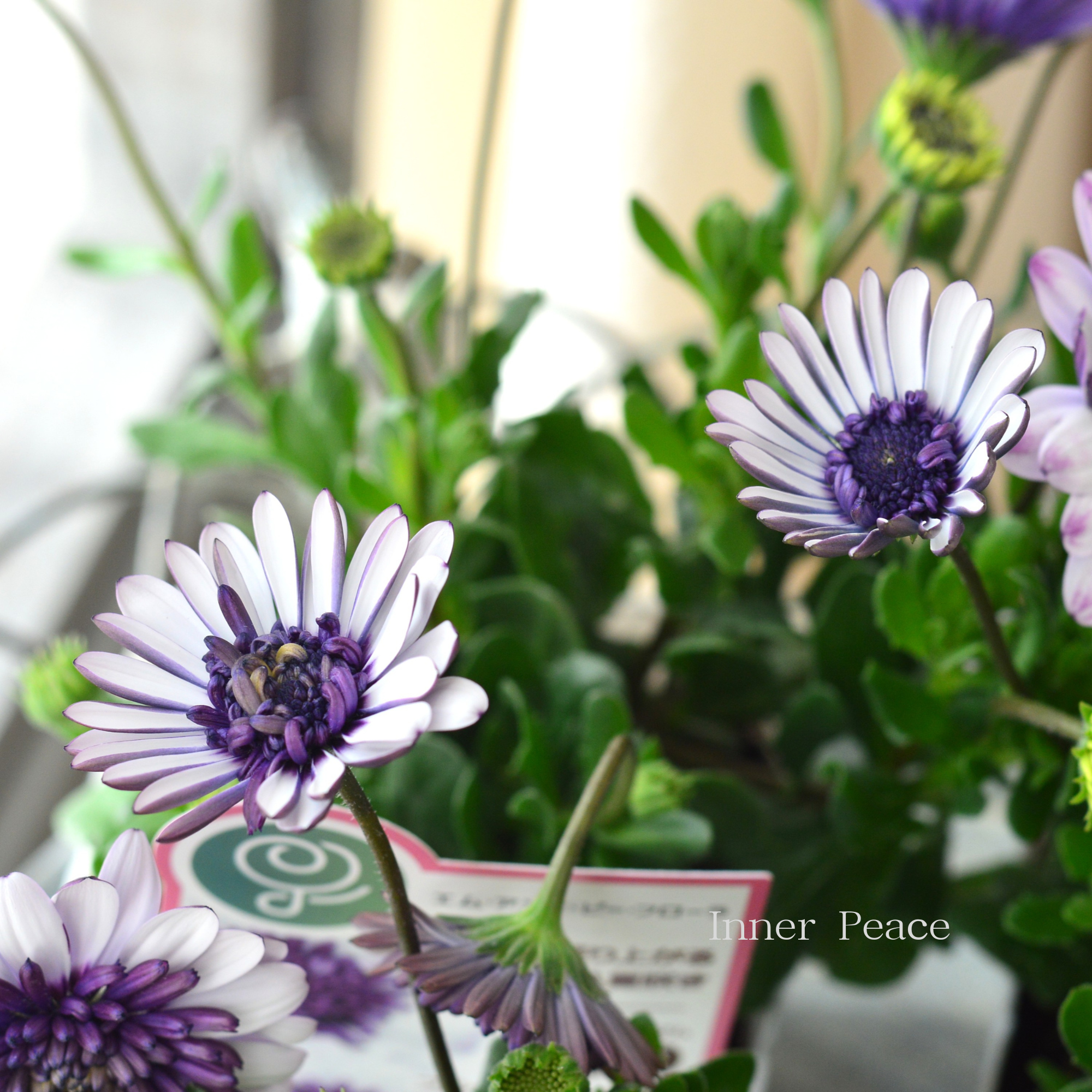 八重咲き】 オステオスペルマム 『3D・ブルーベリーシェイク』 3.5寸POT