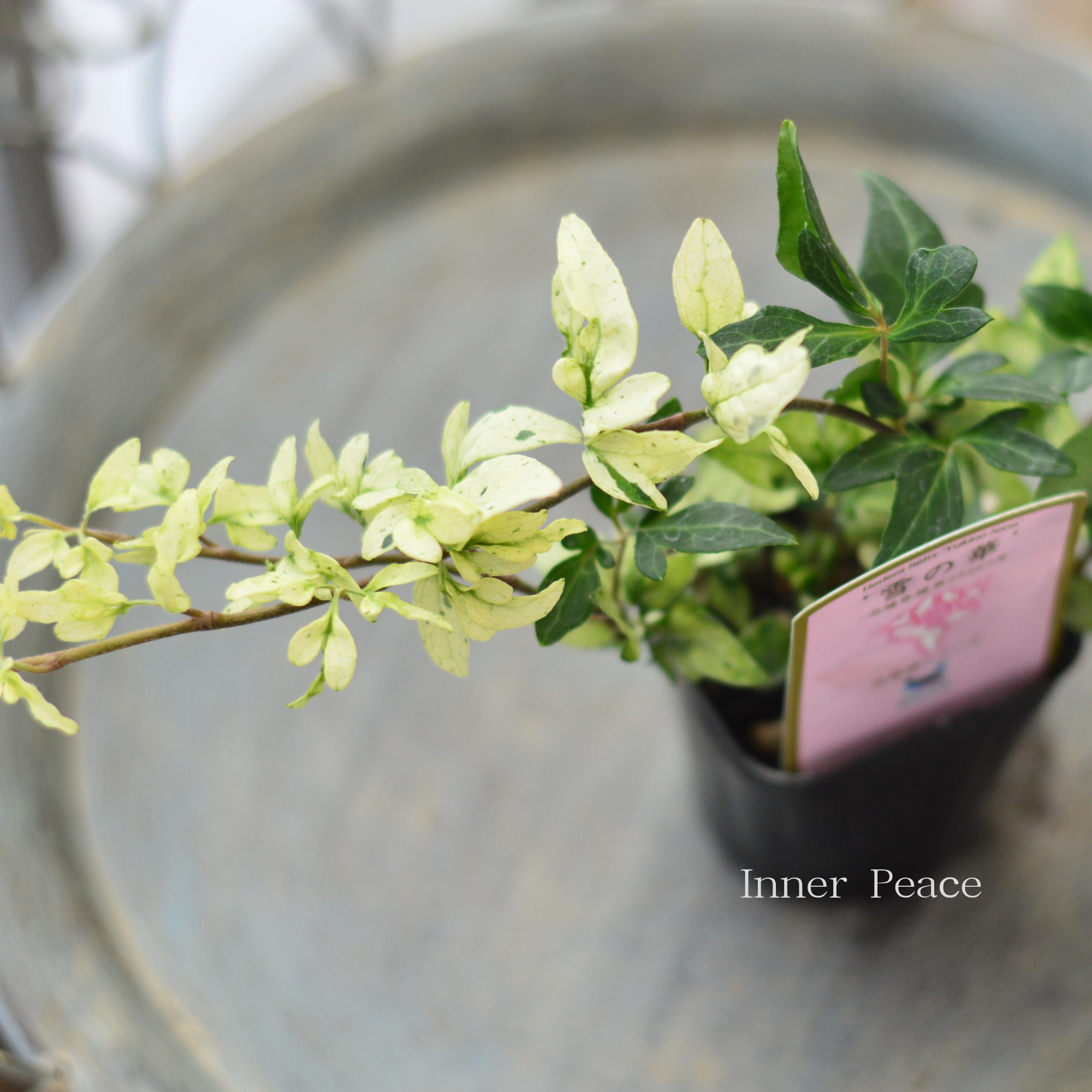 【広野園芸さん】 ヘデラ 『雪の華』　2.5寸POT