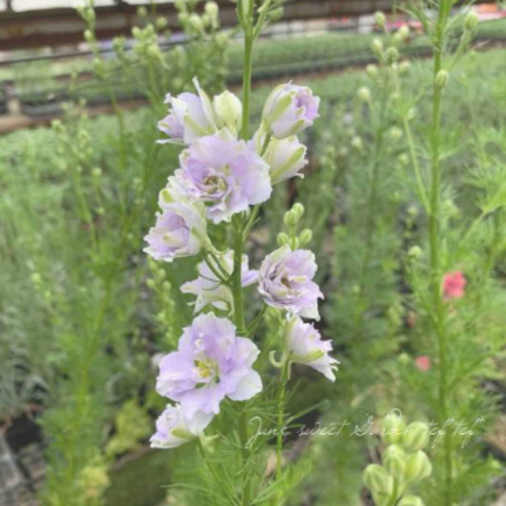 【美しい】 ラークスパー 『スモーキーアイズ』　　3寸POT