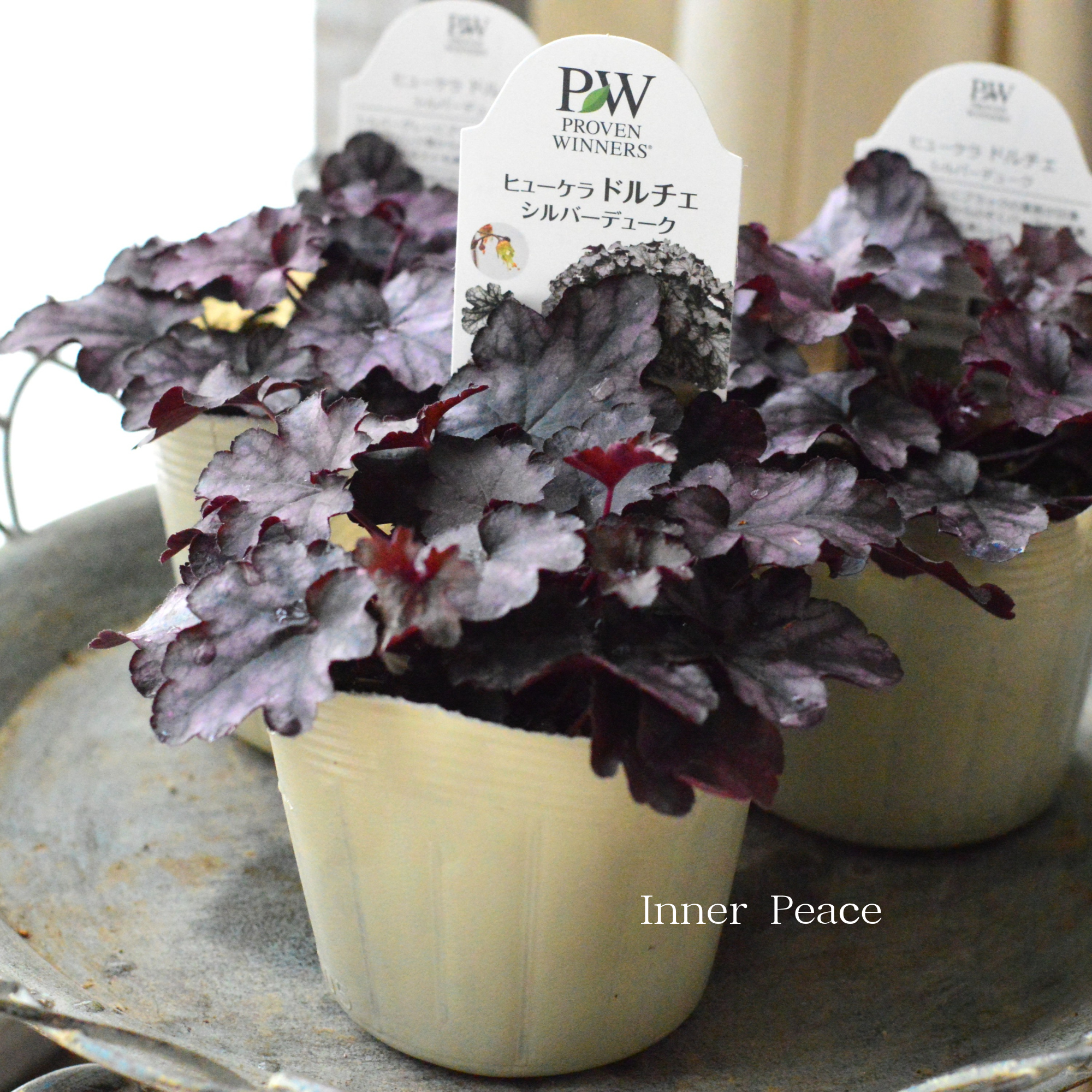 【PW】 ヒューケラ ドルチェ　『シルバーデューク』　　3.5寸POT