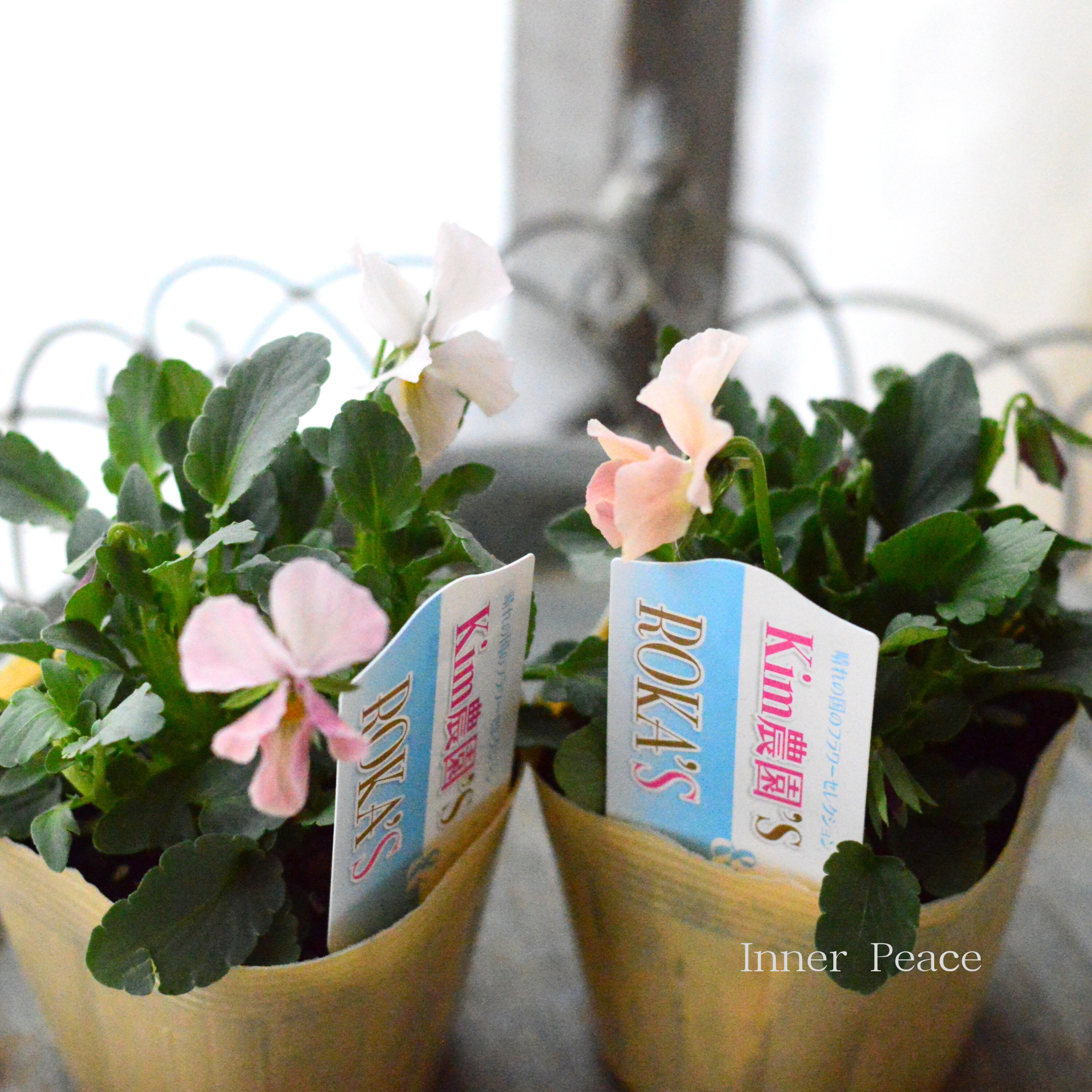 【Kim農園さん】 ビオラ　『ピンク系』　　3.5寸POT