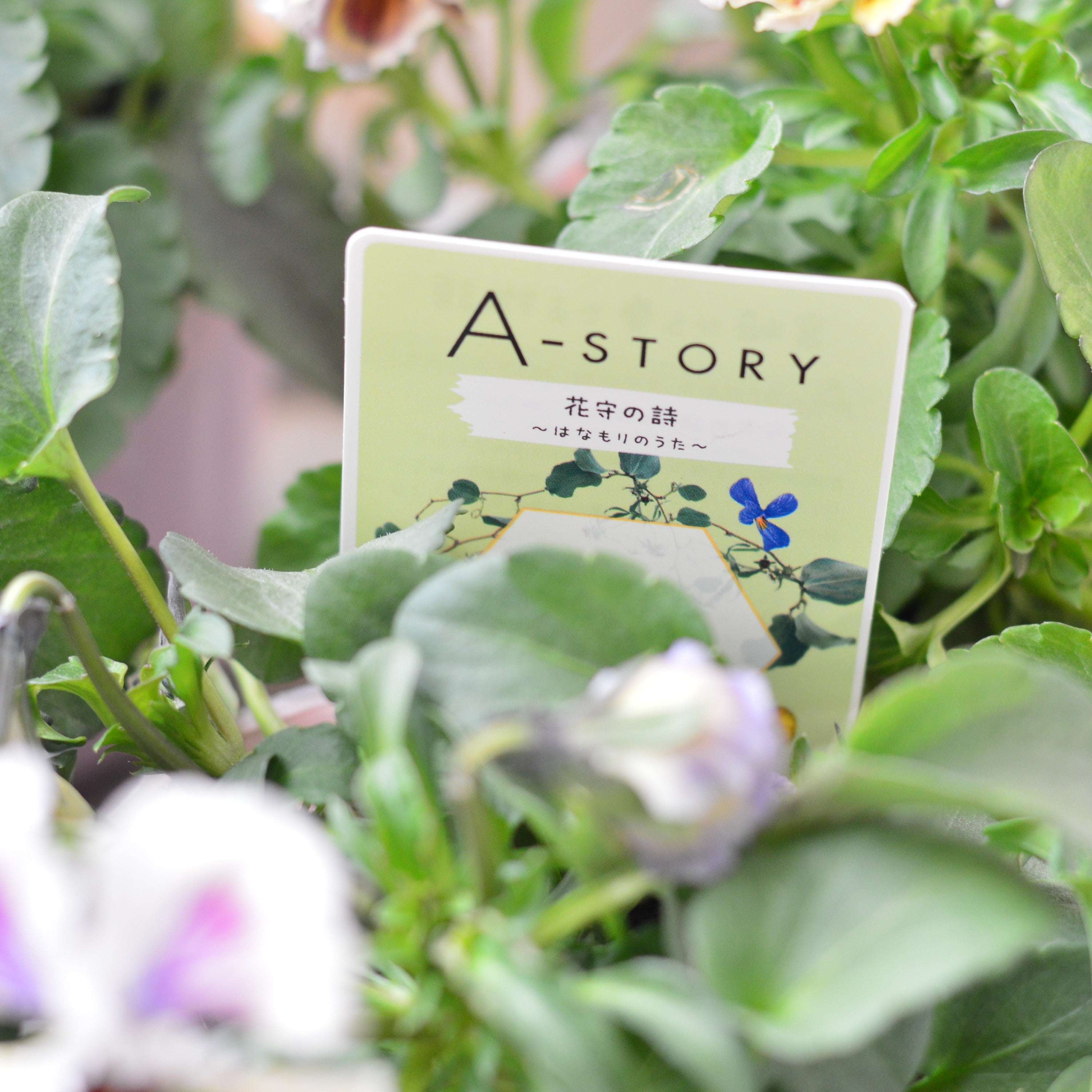 【石村あさみさん育種】 パンジー　『A-STORY　花守の詩　はなもりのうた』　3.5寸POT