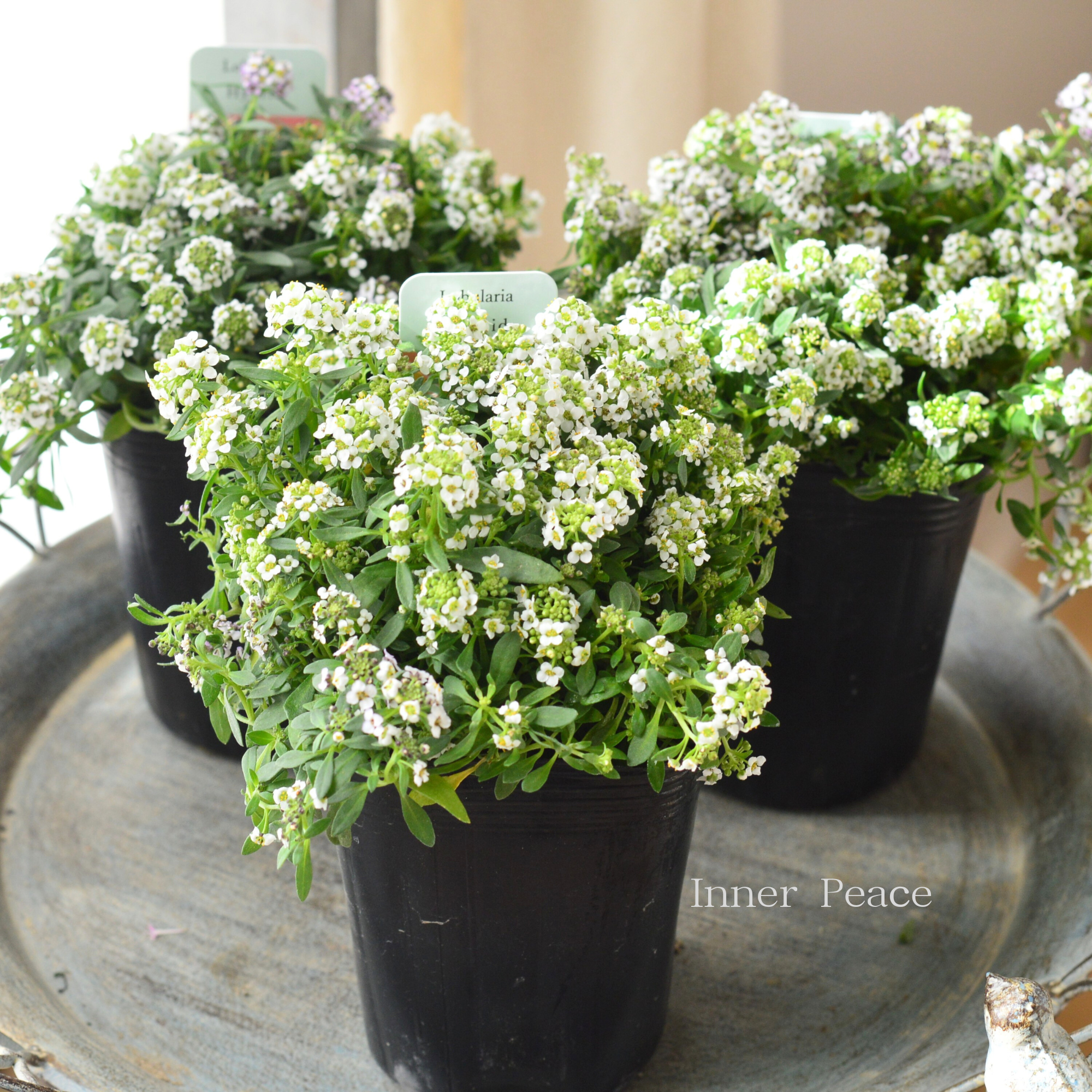 【３本植え】 スイートアリッサム　『ホワイト』　３寸POT