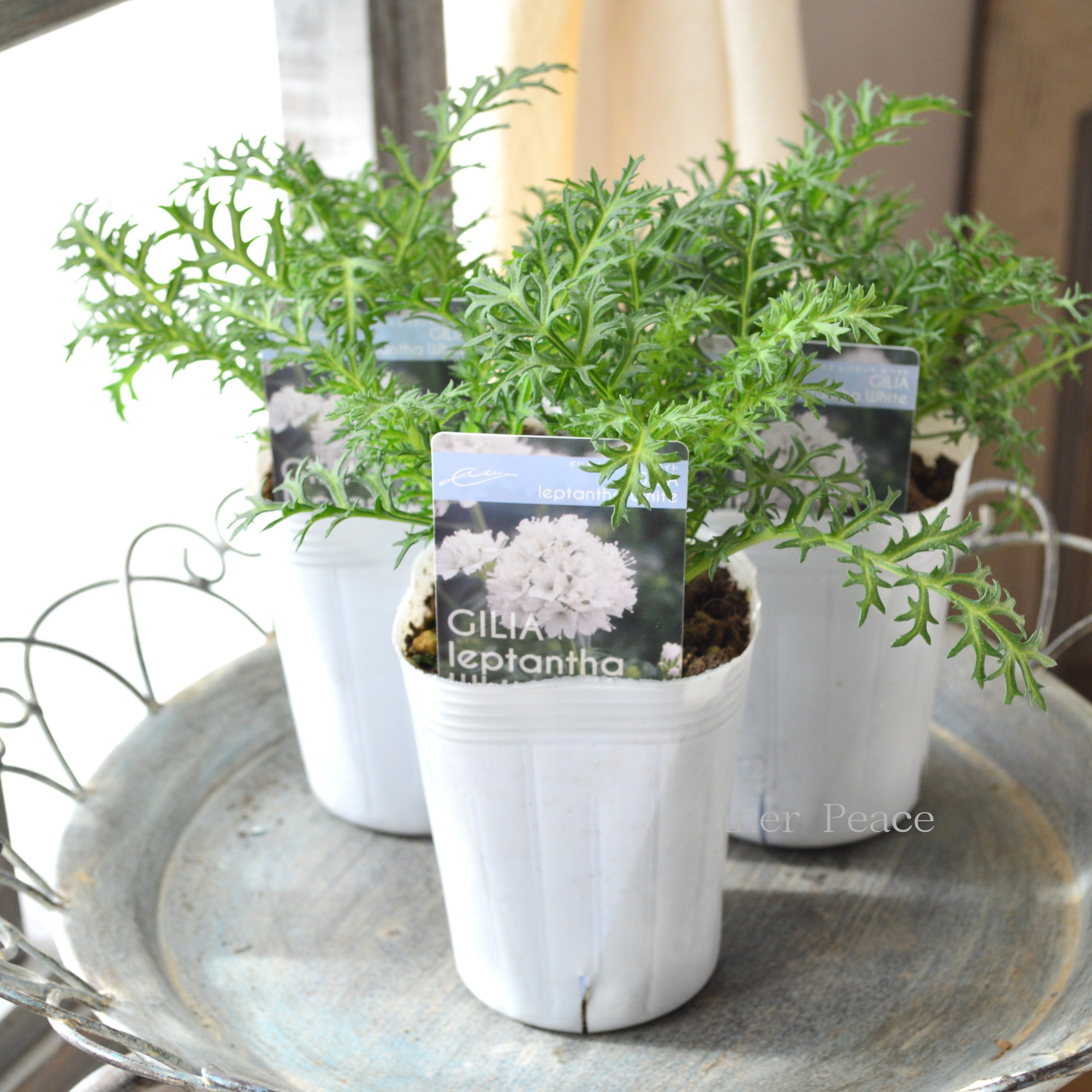 【美しい】 ギリア 『レプタンサ・ホワイト』 植え込み用　　3寸POT