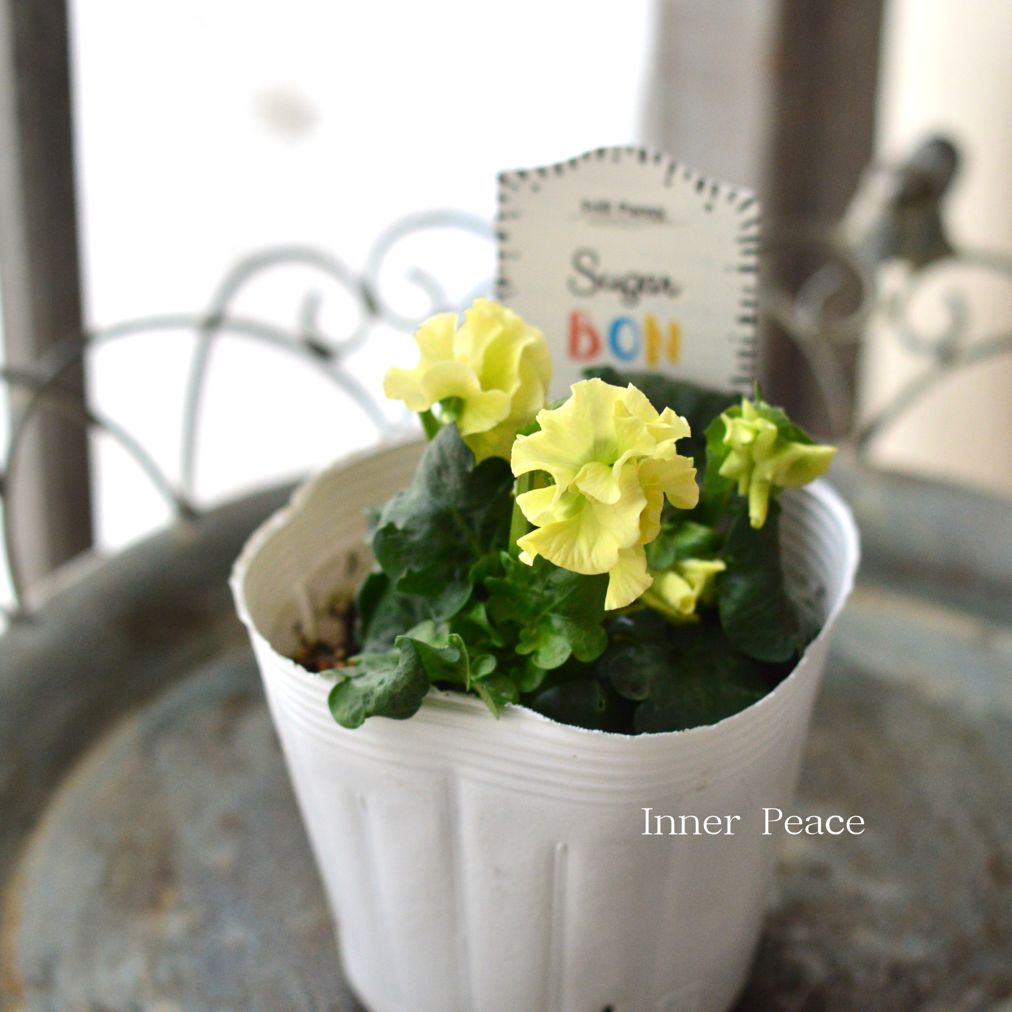 【湘南Berryさん】 フリルパンジー 『シュガーボンボン・イエロー系』　3寸POT