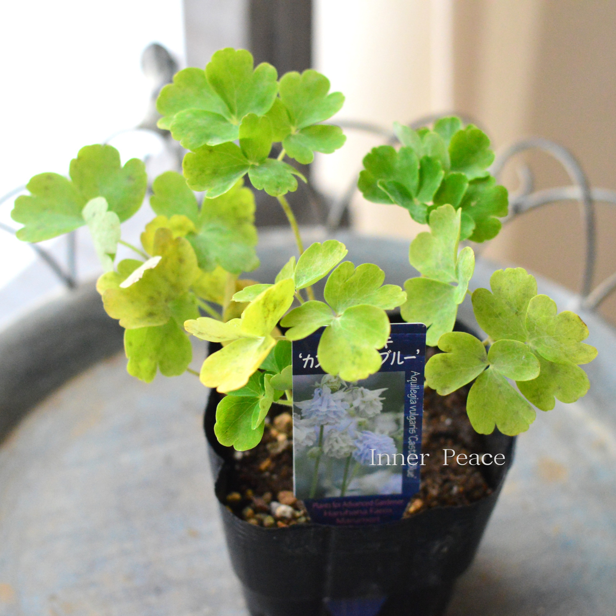 【希少】 八重咲きオダマキ 『カスティールブルー』　3.5寸POT