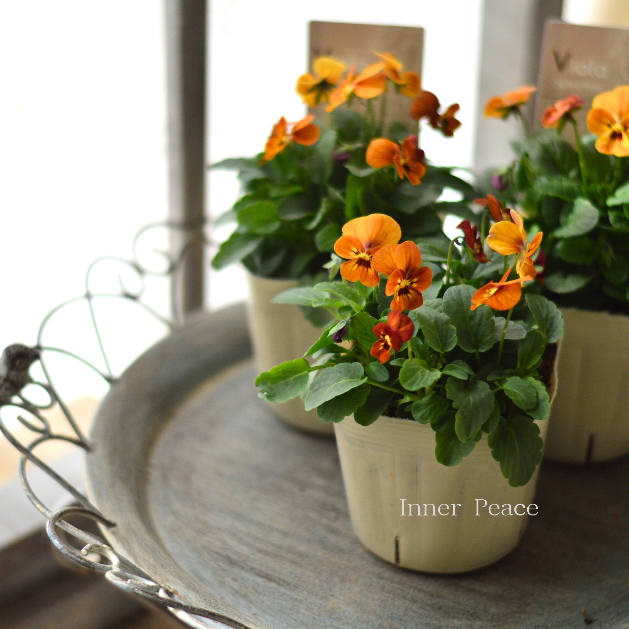 【アンティーク】 ビオラ 『コリーナテラコッタ』　3.5寸POT