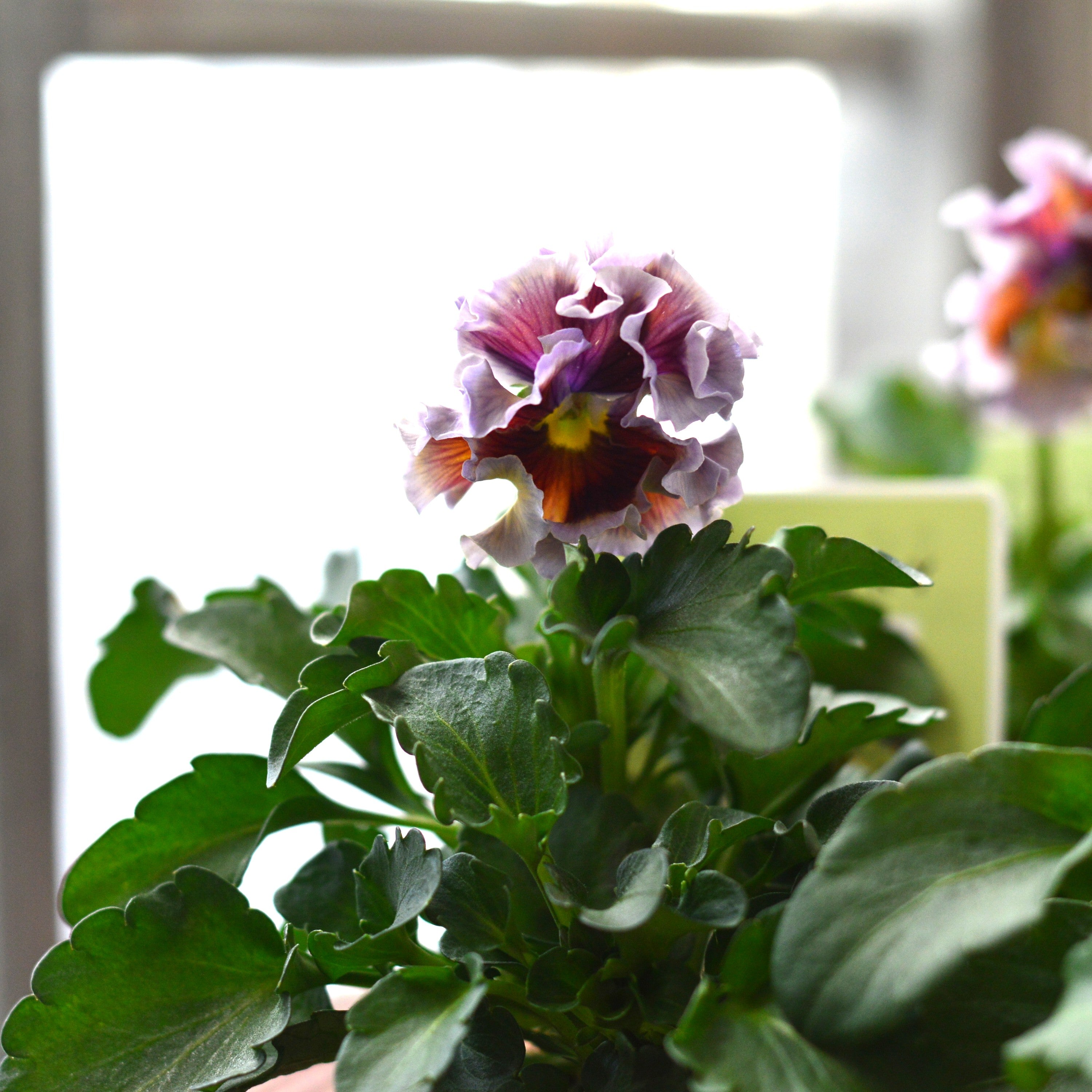 【石村あさみさん育種】 パンジー　『A-STORY　花守の詩　はなもりのうた』　3.5寸POT