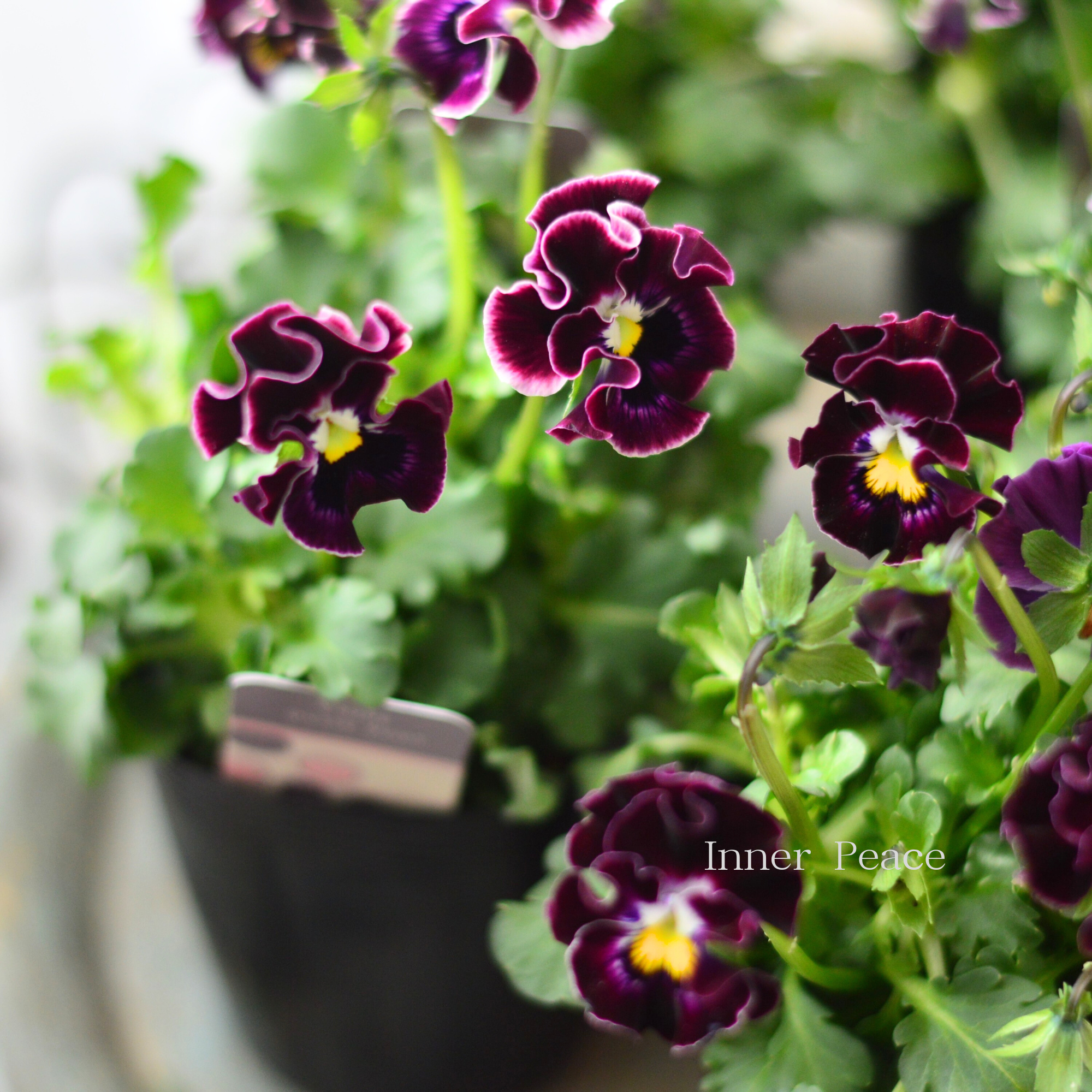 【ハルグリンさん】 ビオラ　『プティフール・ワインレッド系』　　3寸POT