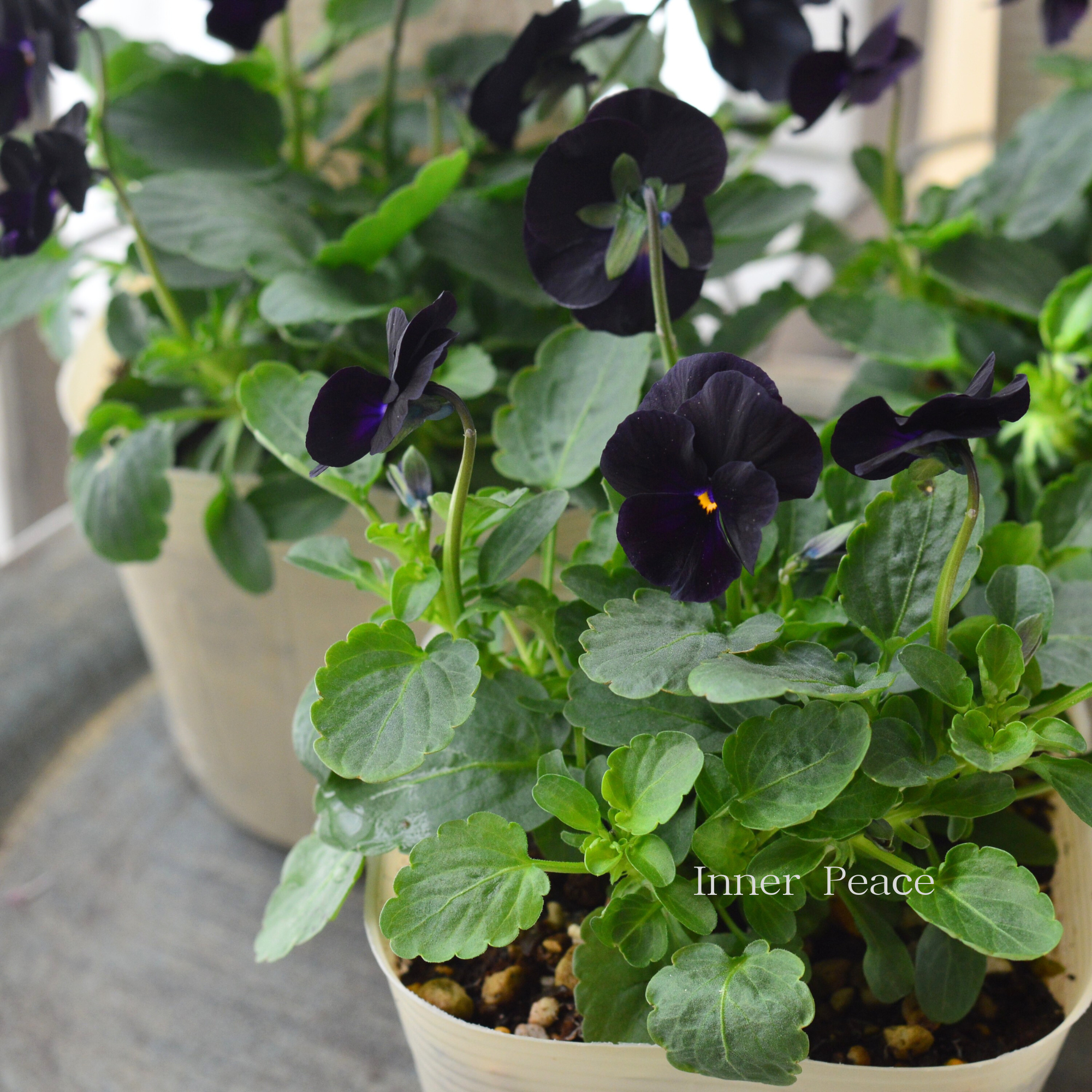 【素敵】 ビオラ　『ソルベ・ブラックデライト』   3.5寸POT